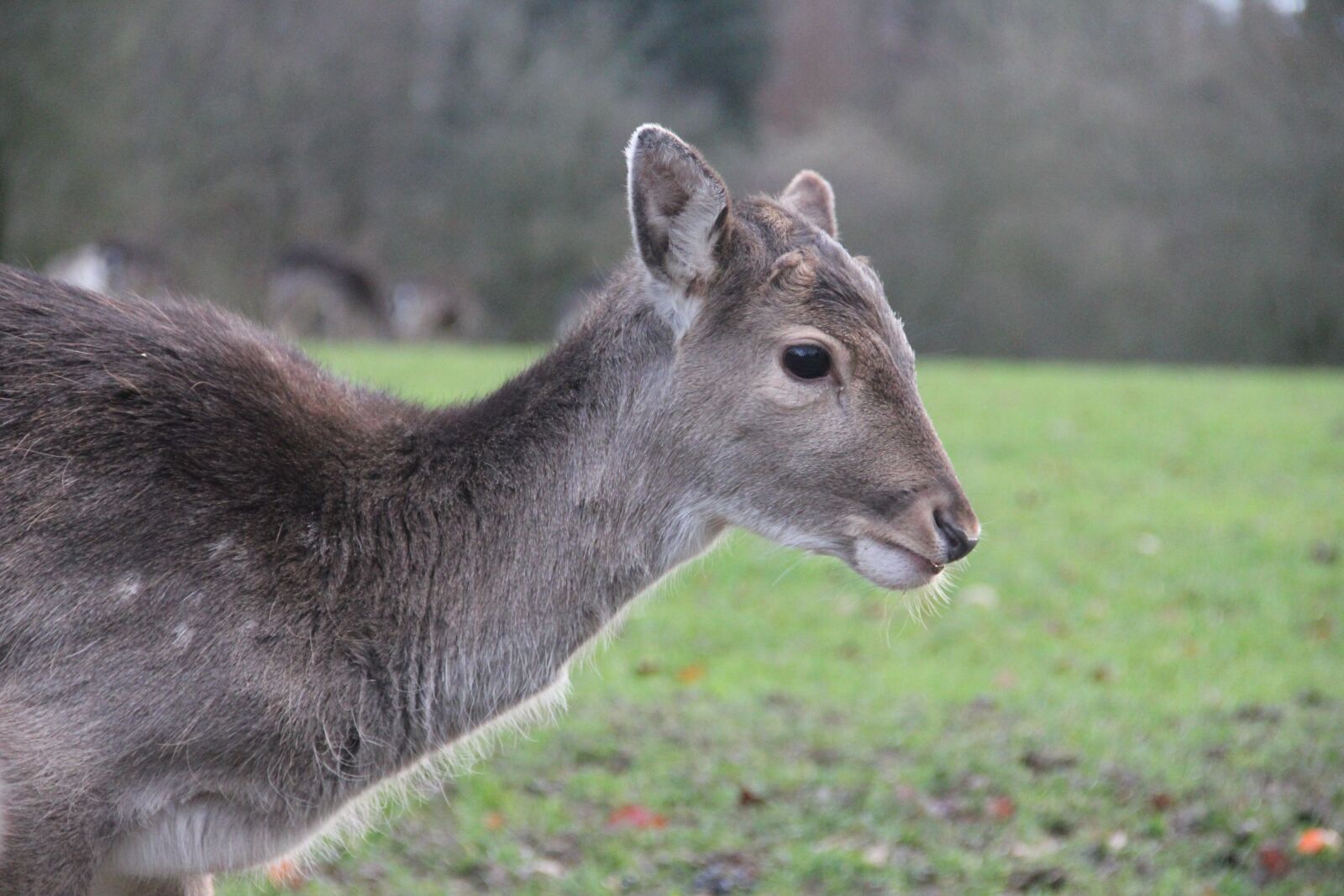 Canon EOS 550D (EOS Rebel T2i / EOS Kiss X4) sample photo. Roe deer, from the photography
