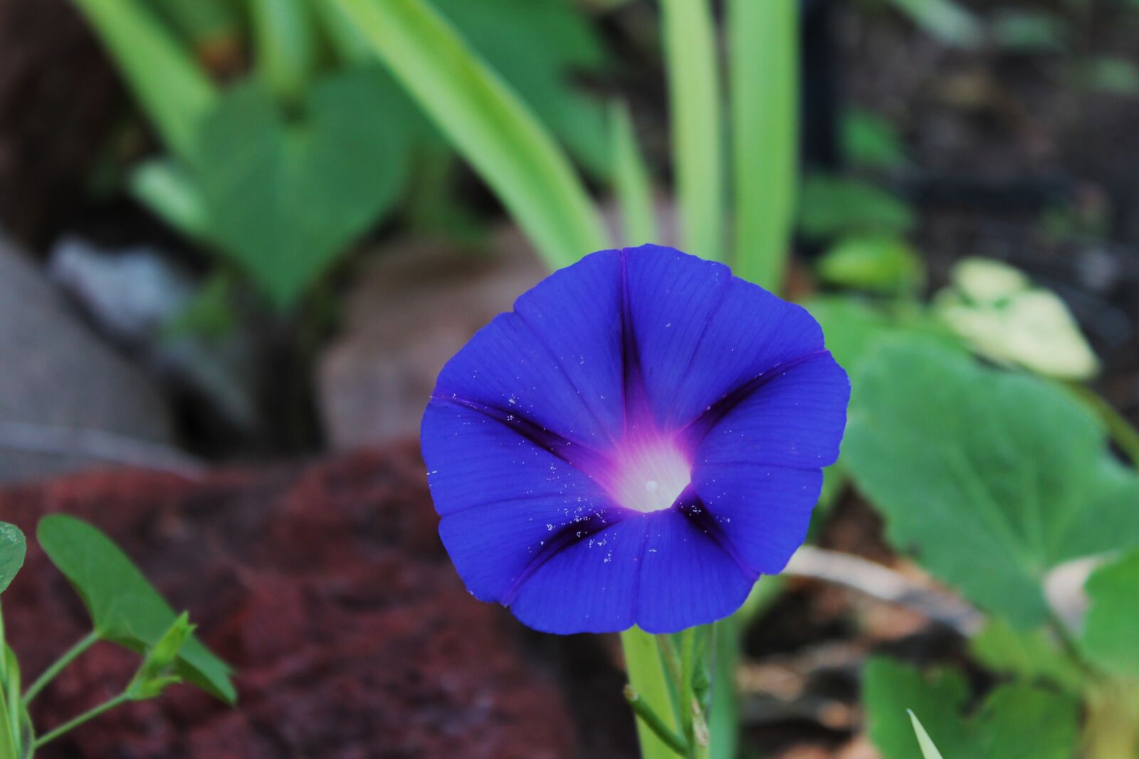 Canon EOS 1100D (EOS Rebel T3 / EOS Kiss X50) sample photo. Flower, garden, flower garden photography