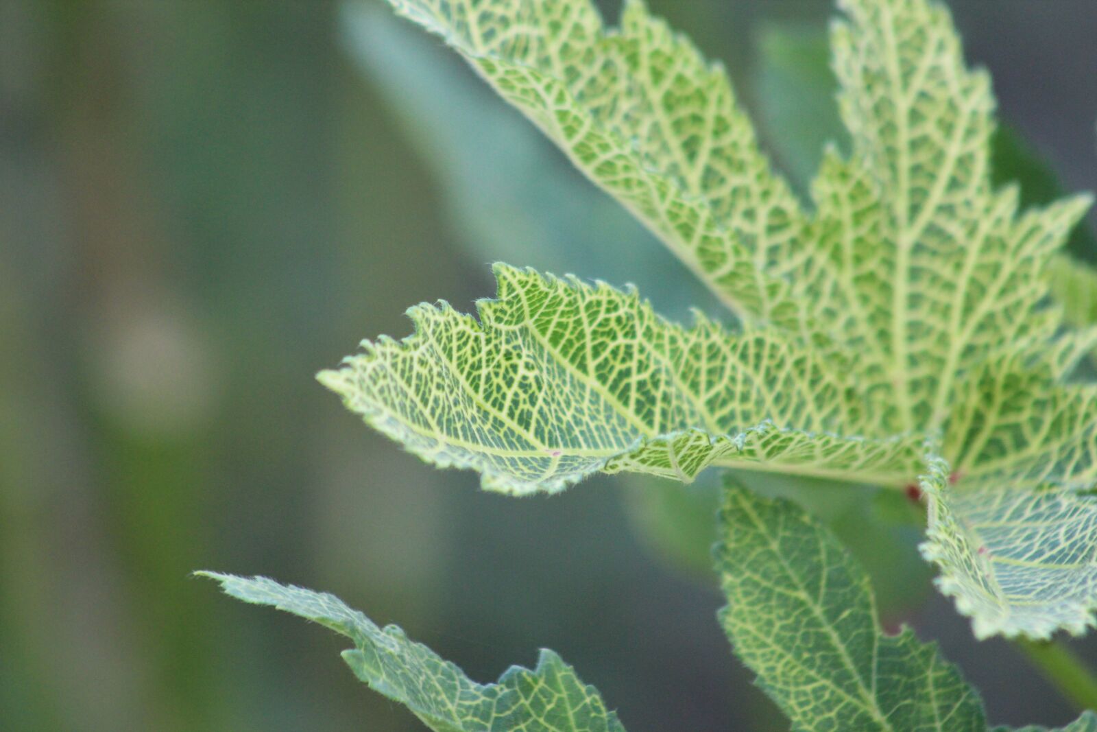 Canon EF75-300mm f/4-5.6 sample photo. Nature, leaf, green photography