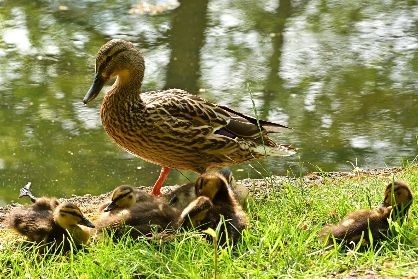 Nikon D5200 sample photo. Park duck, chicks, cute photography