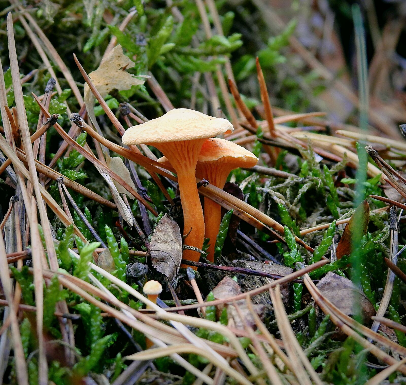 Nikon Coolpix P900 sample photo. Forest, mushrooms, autumn photography