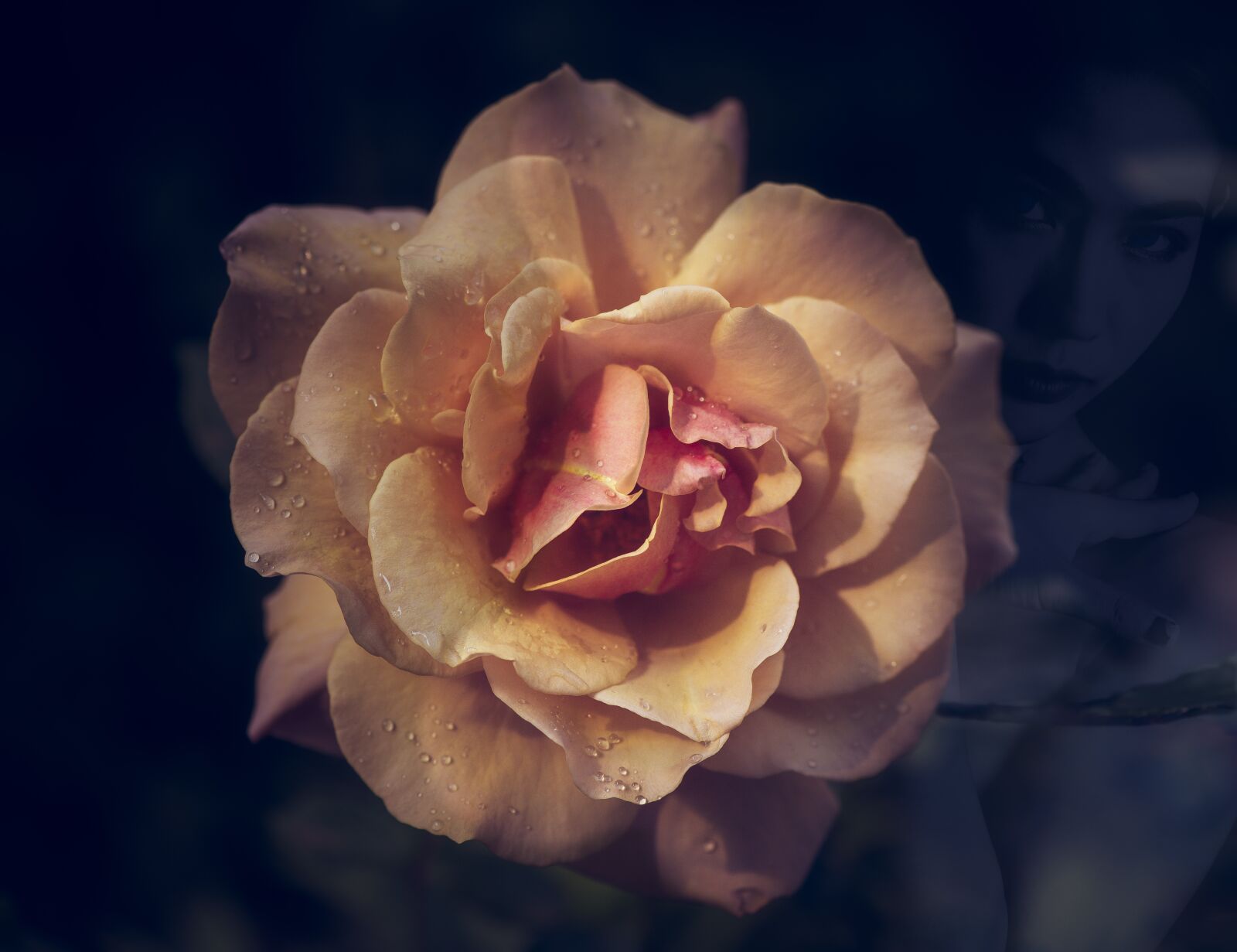 Nikon D750 sample photo. Rose, romantic, double exposure photography