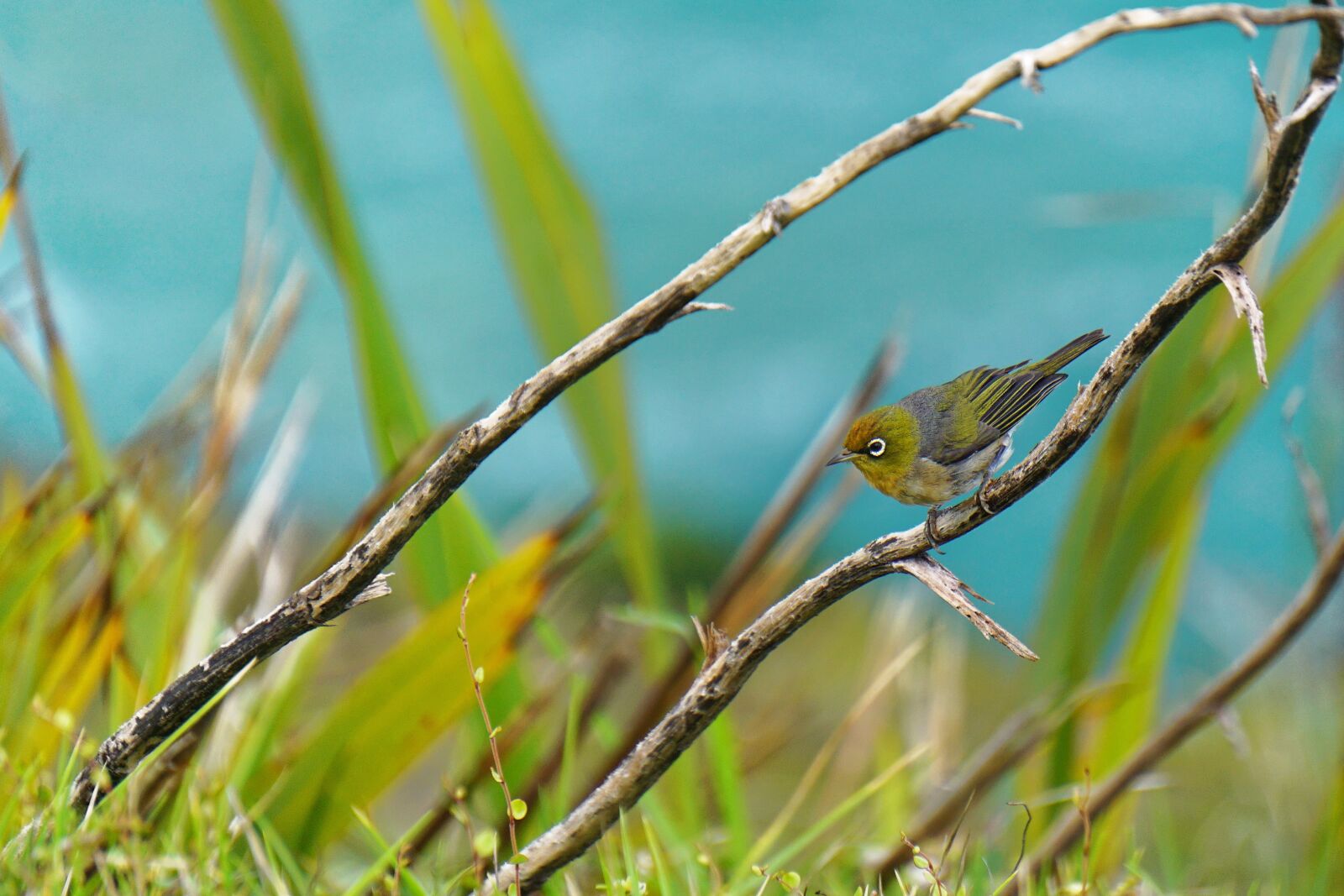 Sony E 55-210mm F4.5-6.3 OSS sample photo. Bird, nature, wildlife photography