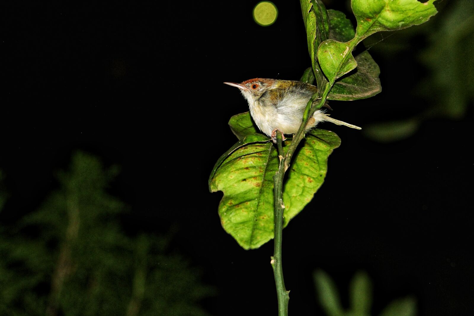 Canon EOS 1300D (EOS Rebel T6 / EOS Kiss X80) sample photo. Sparrow, night life, birds photography
