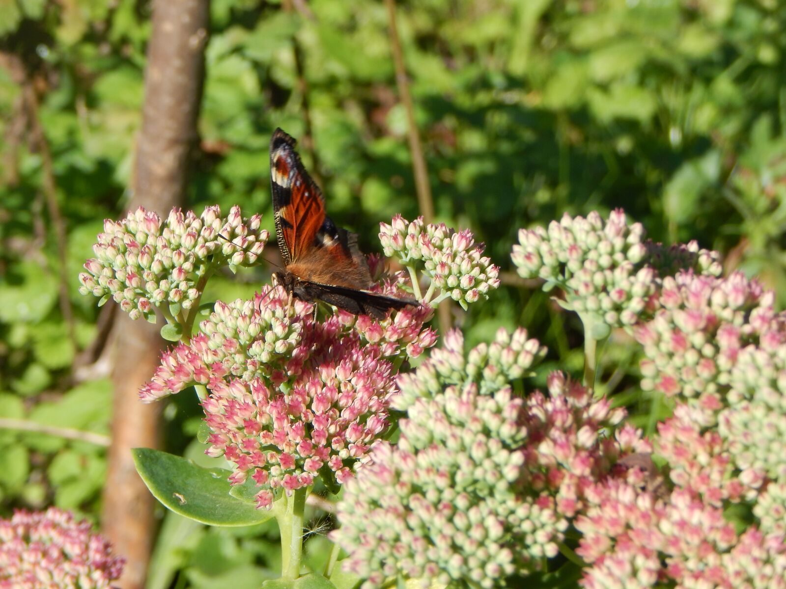 Nikon Coolpix L830 sample photo. Butterfly, peacock, insect photography