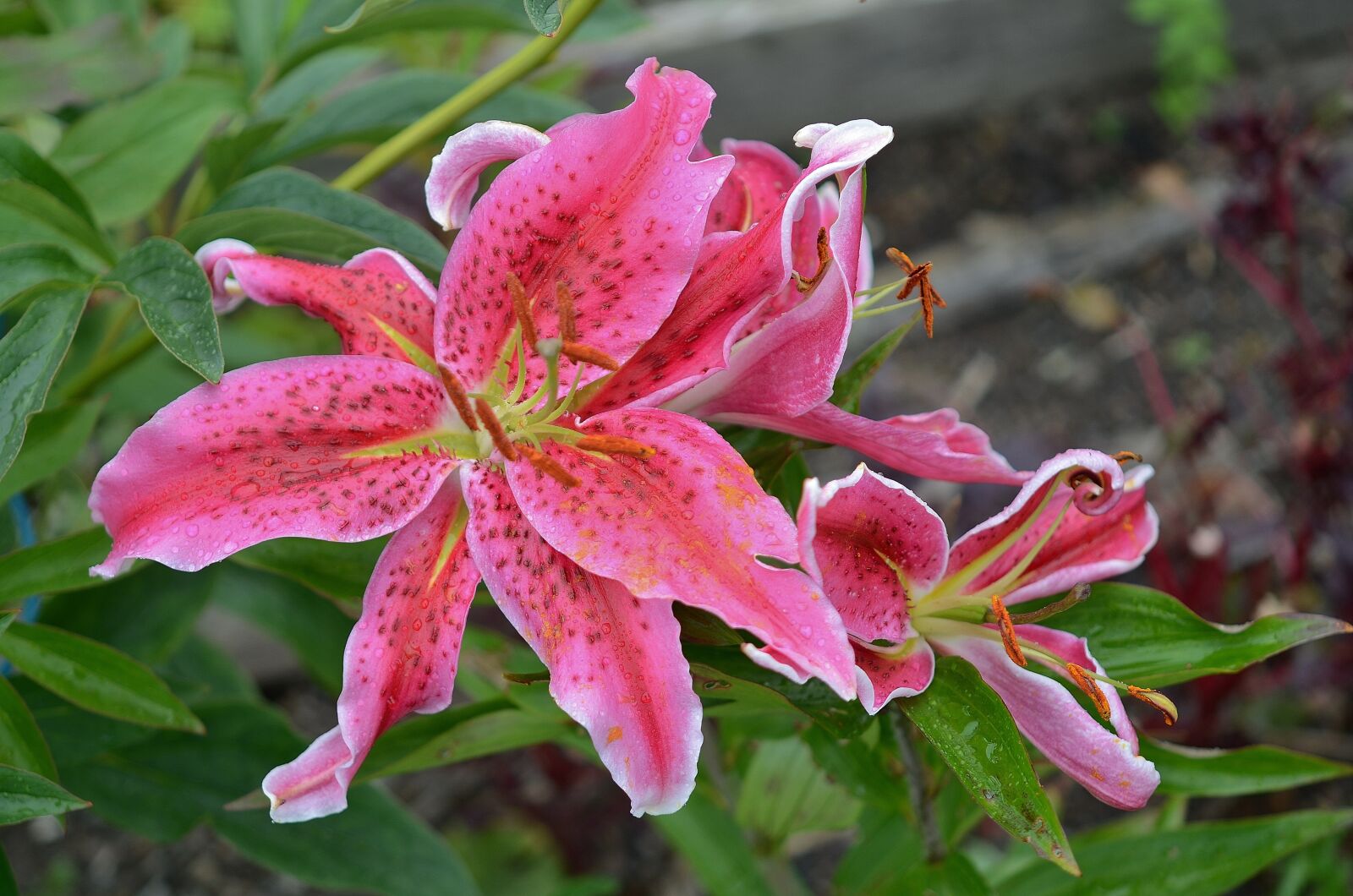 Nikon D7000 sample photo. Lily, flower, floral photography