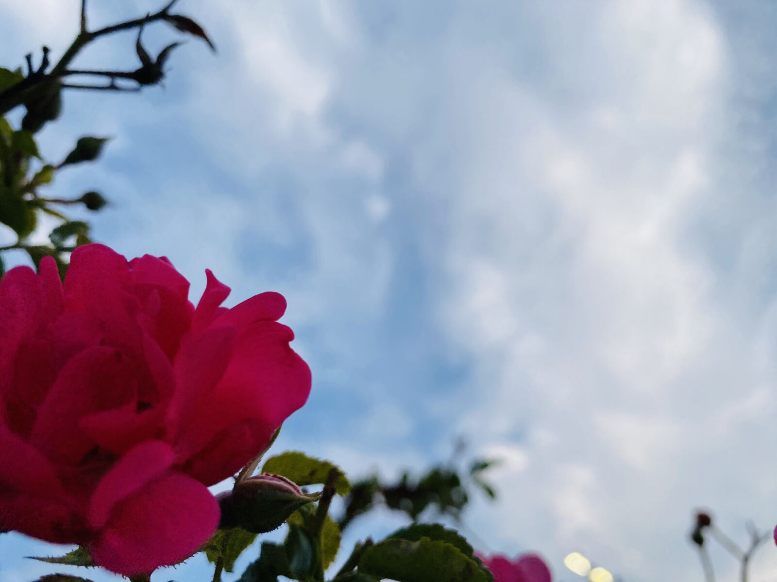 Apple iPhone 11 Pro Max sample photo