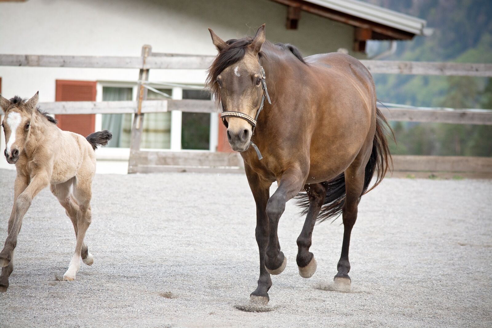 Nikon D7100 sample photo. Horses, ponies, foal photography