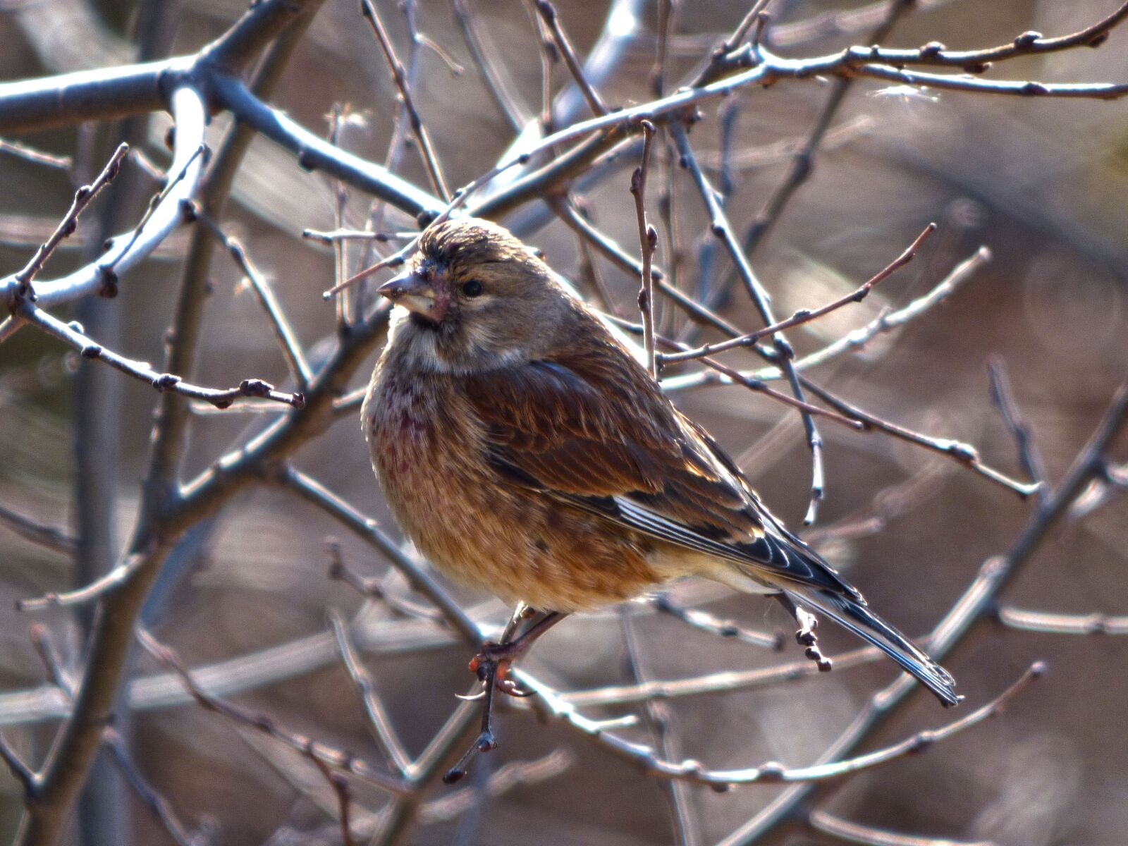 Panasonic Lumix DMC-FZ70 sample photo. Sparrow, winter, branch photography