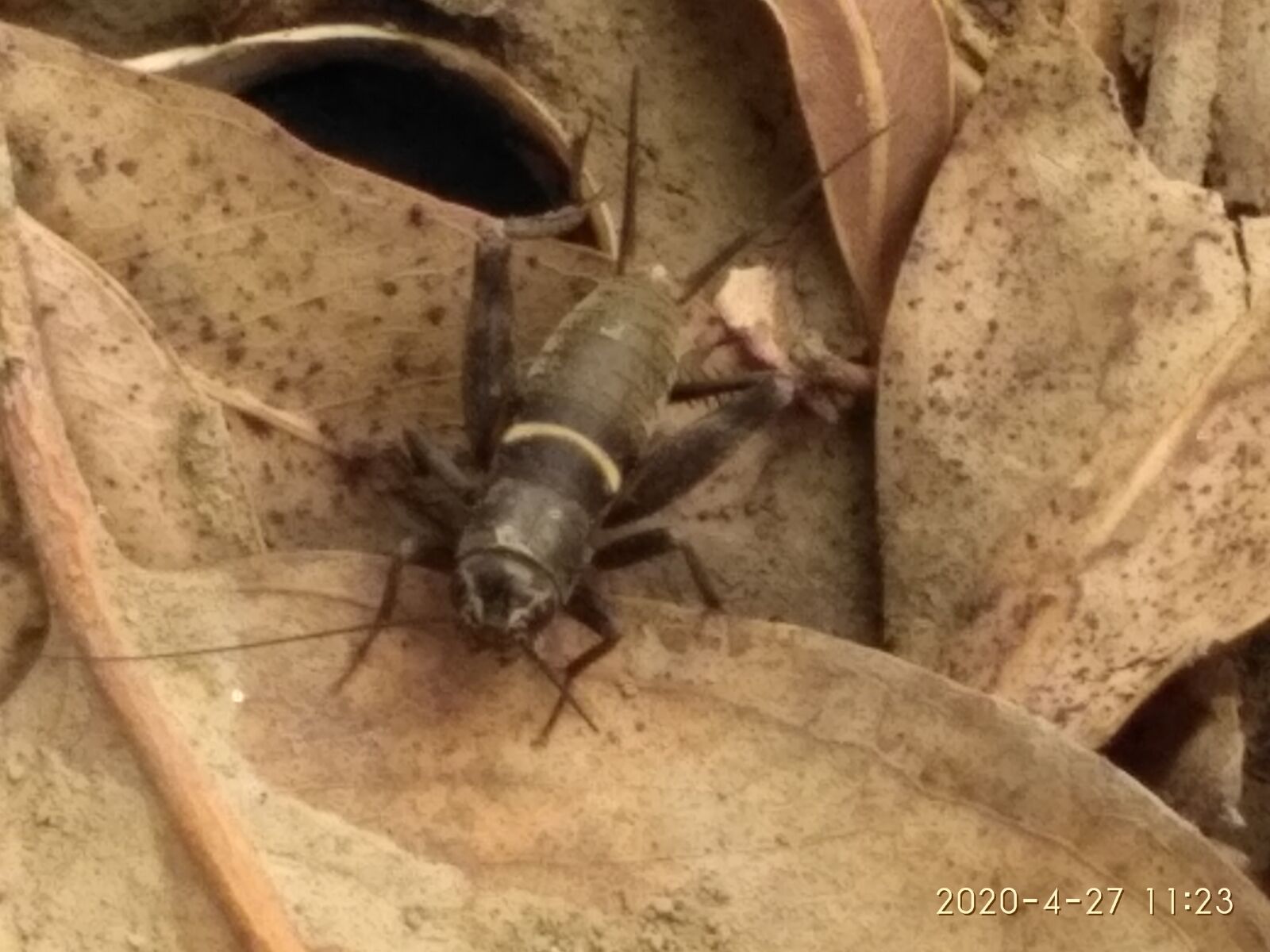 Xiaomi Redmi 3S sample photo. Insect, pest, jheegur photography