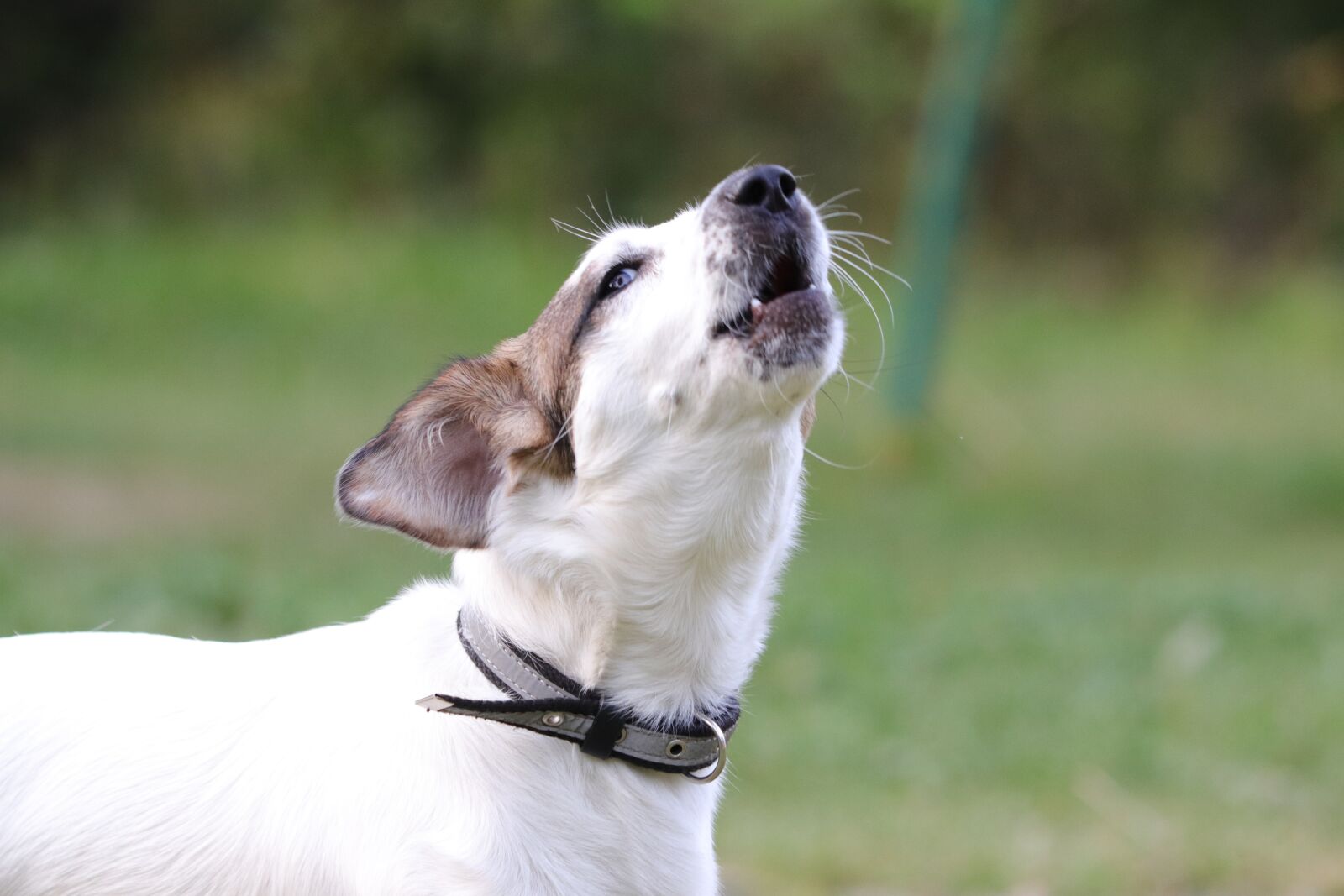 Canon EF 70-300 F4-5.6 IS II USM sample photo. Dog, pets, puppy photography
