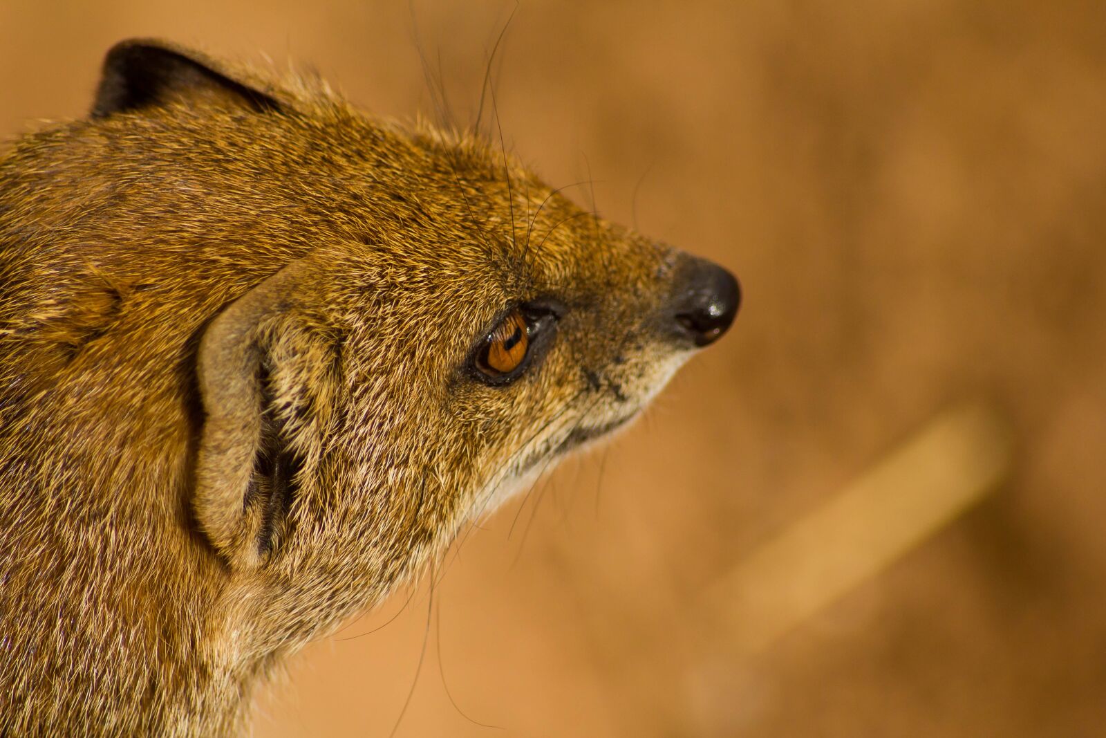 Canon EOS 550D (EOS Rebel T2i / EOS Kiss X4) sample photo. Mongoose, animal, wildlife photography