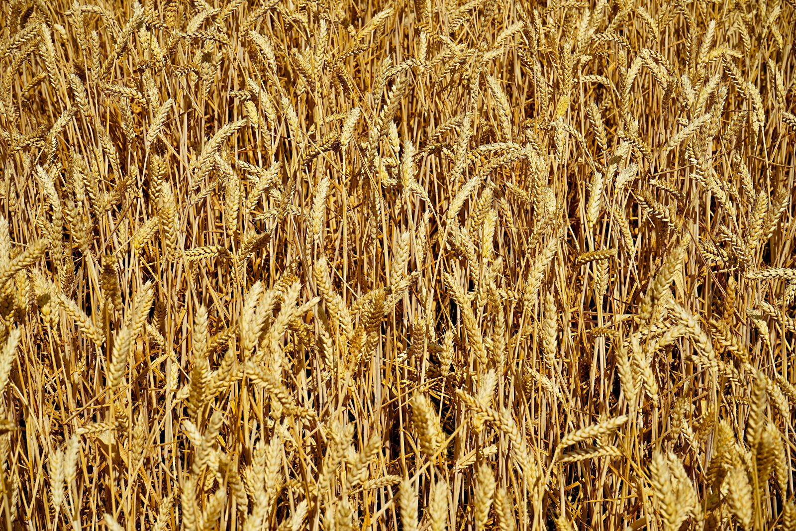 Sony a7 sample photo. Corn, field, agriculture photography
