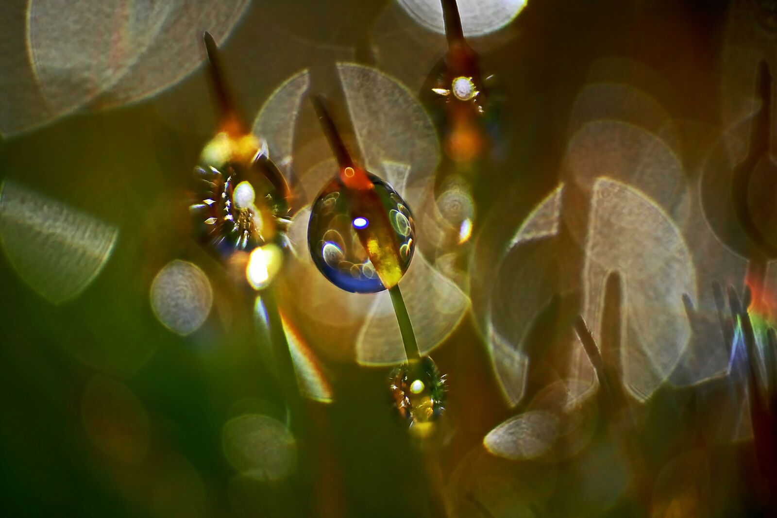 Panasonic Lumix DMC-FZ1000 sample photo. Dewdrop, moss, macro photography