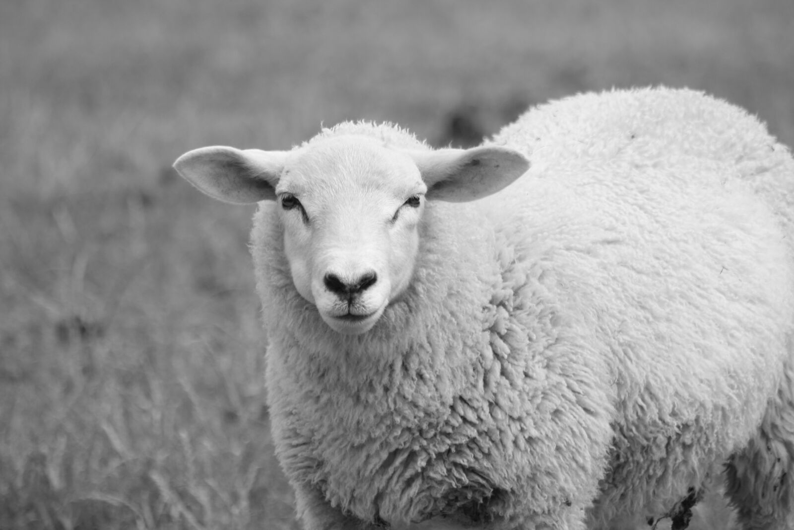 Canon EOS 400D (EOS Digital Rebel XTi / EOS Kiss Digital X) sample photo. Sheep, animal, grass photography