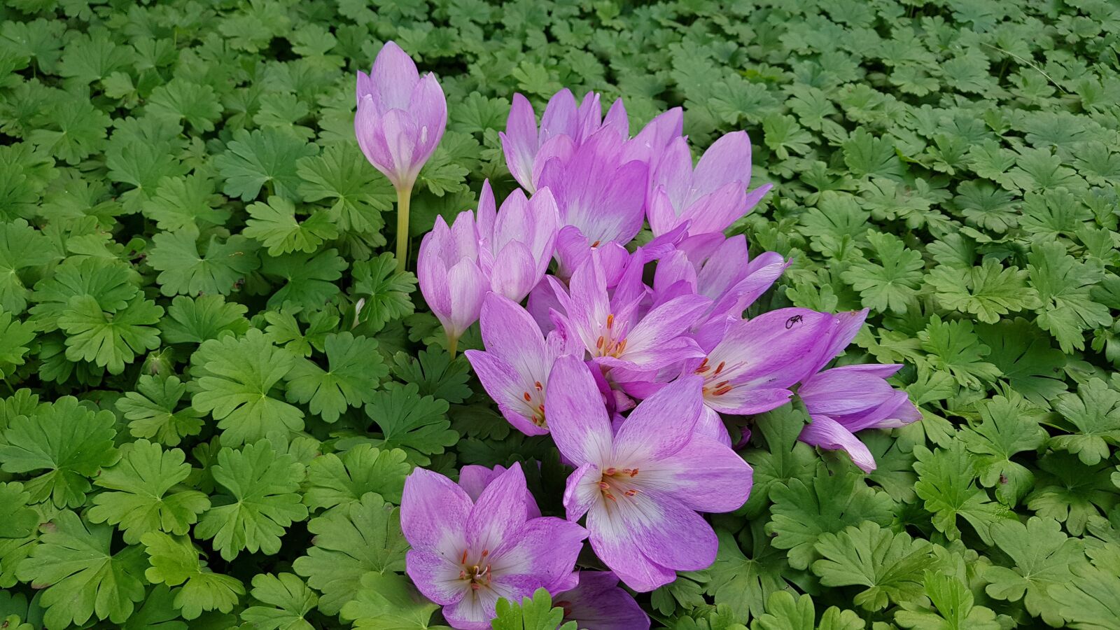 Samsung Galaxy S8+ sample photo. Herfsttijloos, bulbs, bloom photography