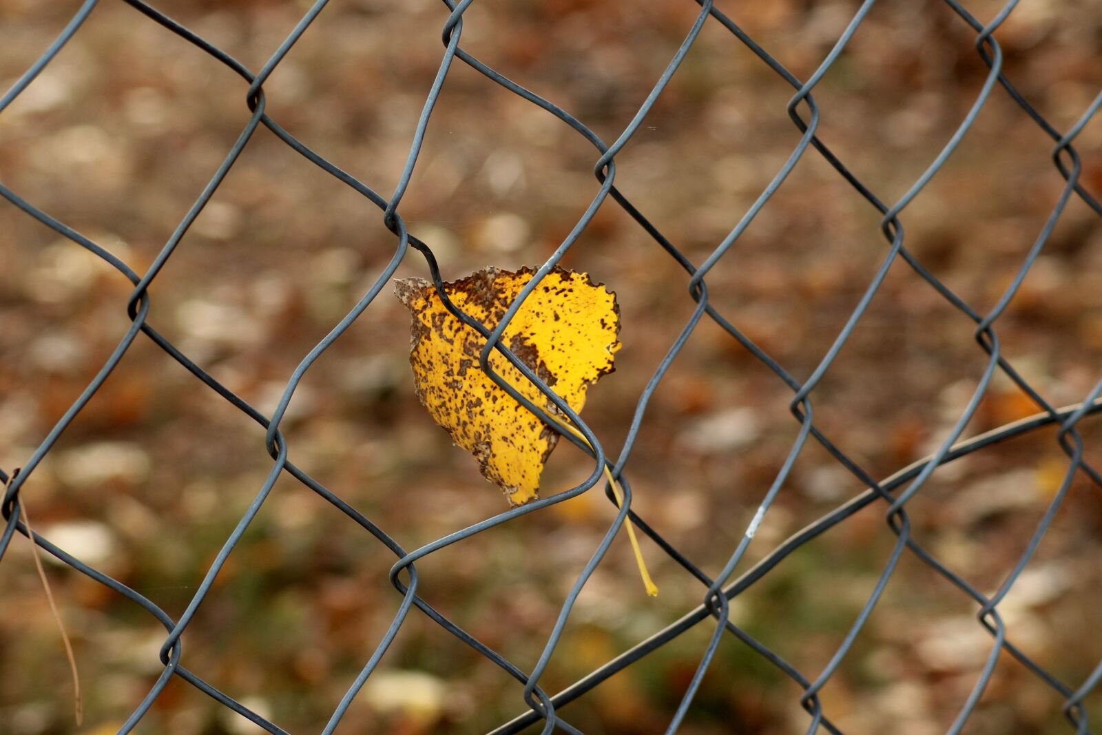 Canon EOS 1200D (EOS Rebel T5 / EOS Kiss X70 / EOS Hi) sample photo. Feather, autumn, fencing photography