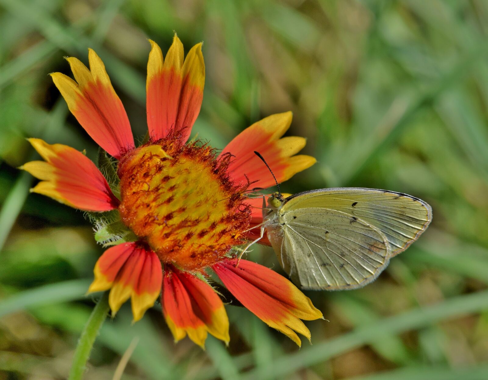 Nikon D5300 sample photo. Butterfly, yellow butterfly, sulphur photography
