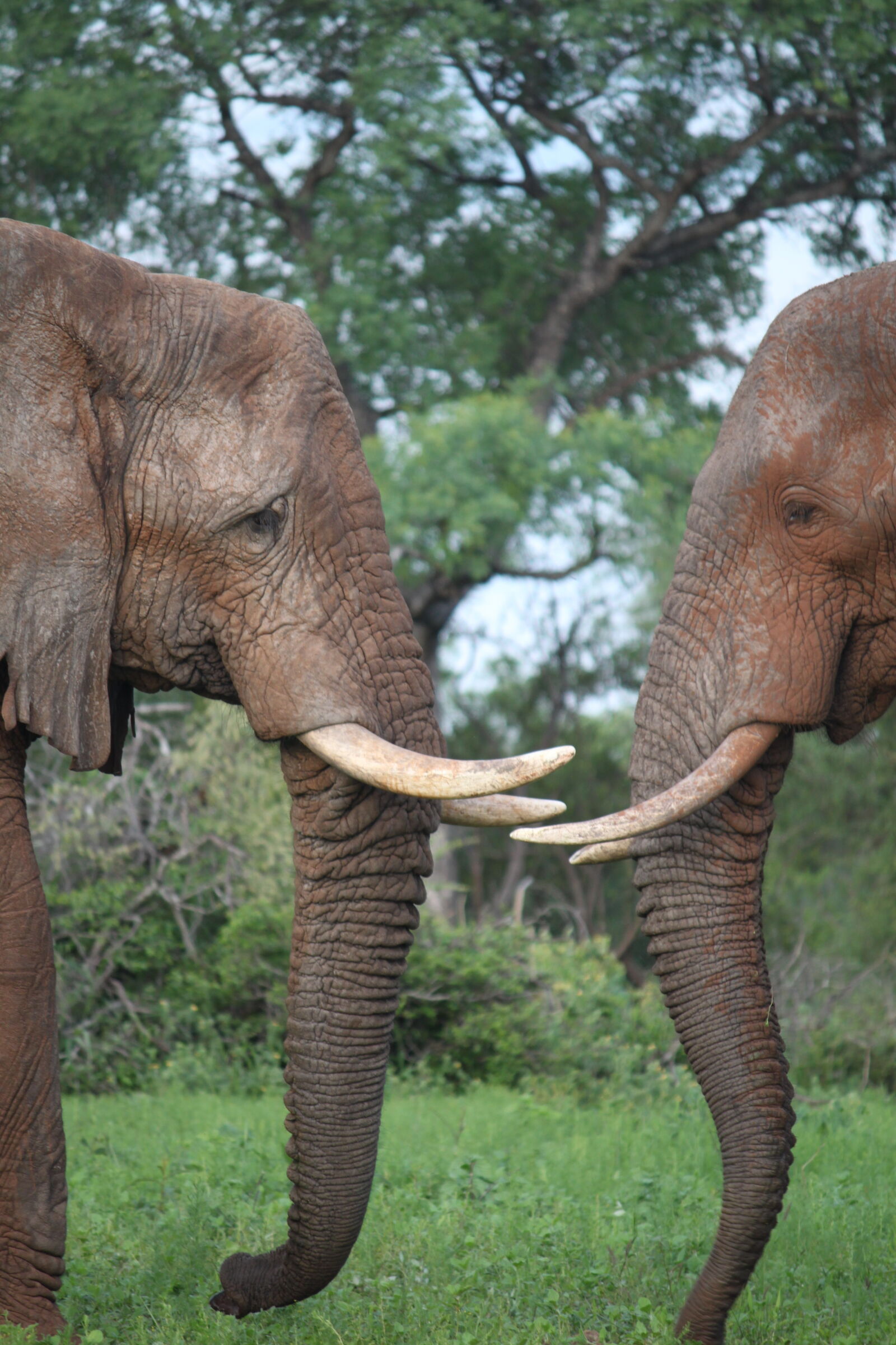 Canon EOS 500D (EOS Rebel T1i / EOS Kiss X3) sample photo. Africa, big, elephant, grass photography