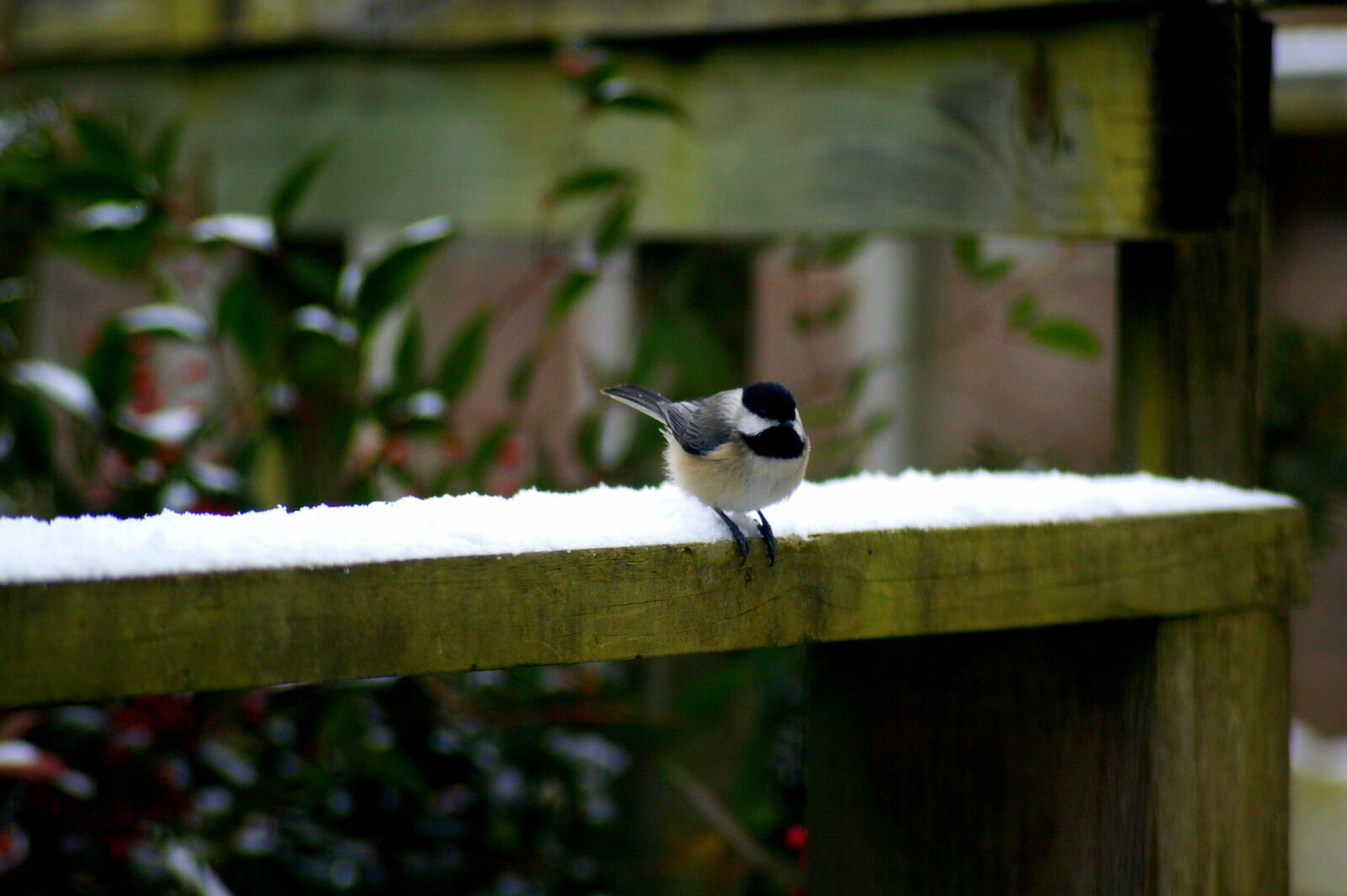 Pentax *ist DL sample photo. Bird, snow, takeoff, winter photography