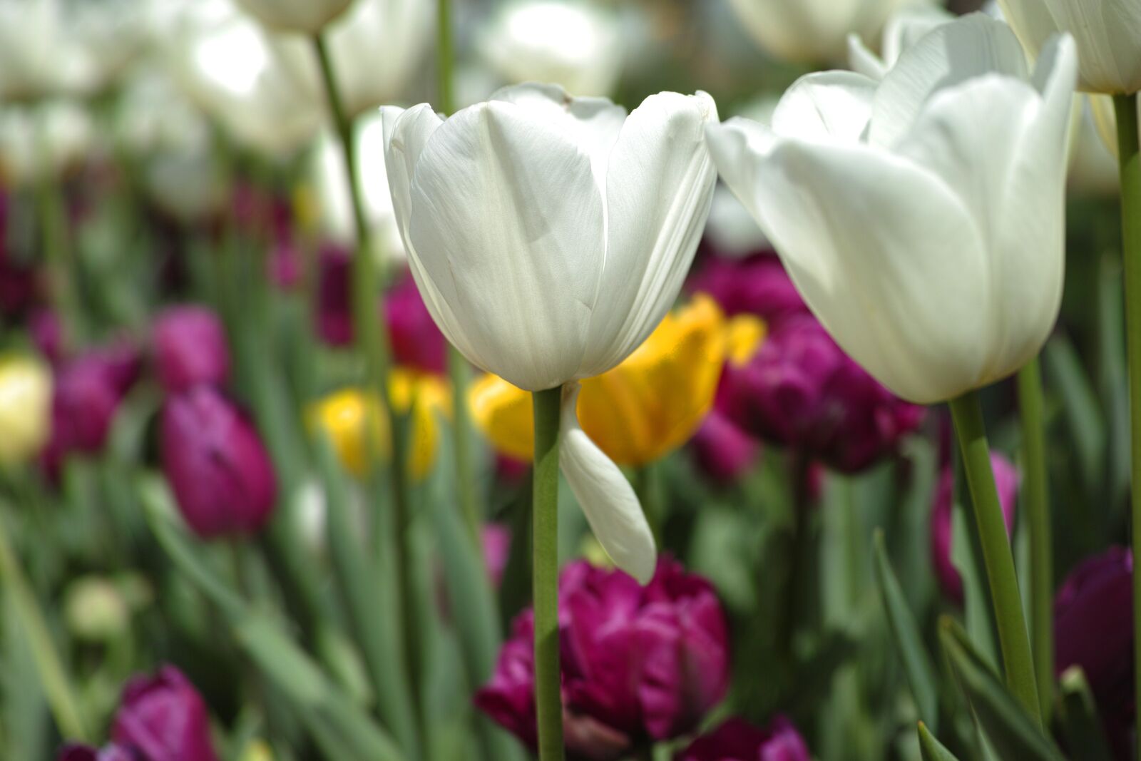 Sigma DP3 Merrill sample photo. Tulips, flower, vivid color photography