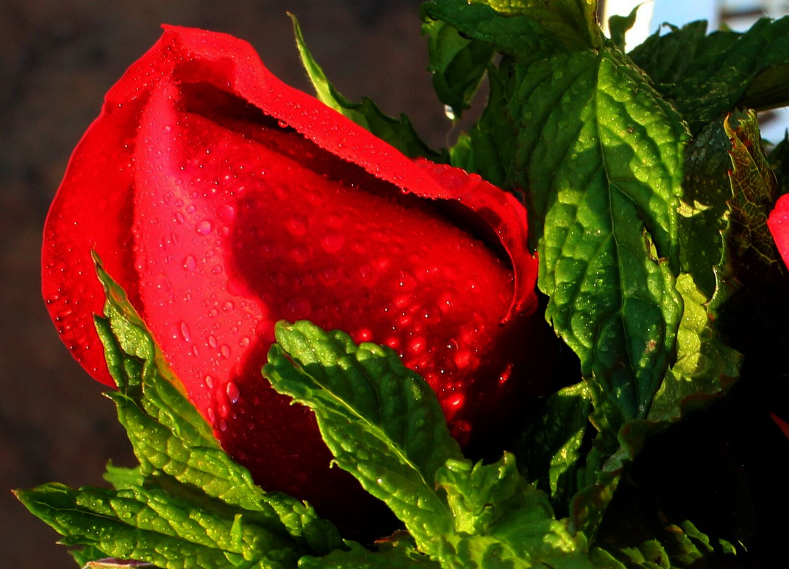 Canon EOS 1200D (EOS Rebel T5 / EOS Kiss X70 / EOS Hi) sample photo. Peppermint, roses, garden photography