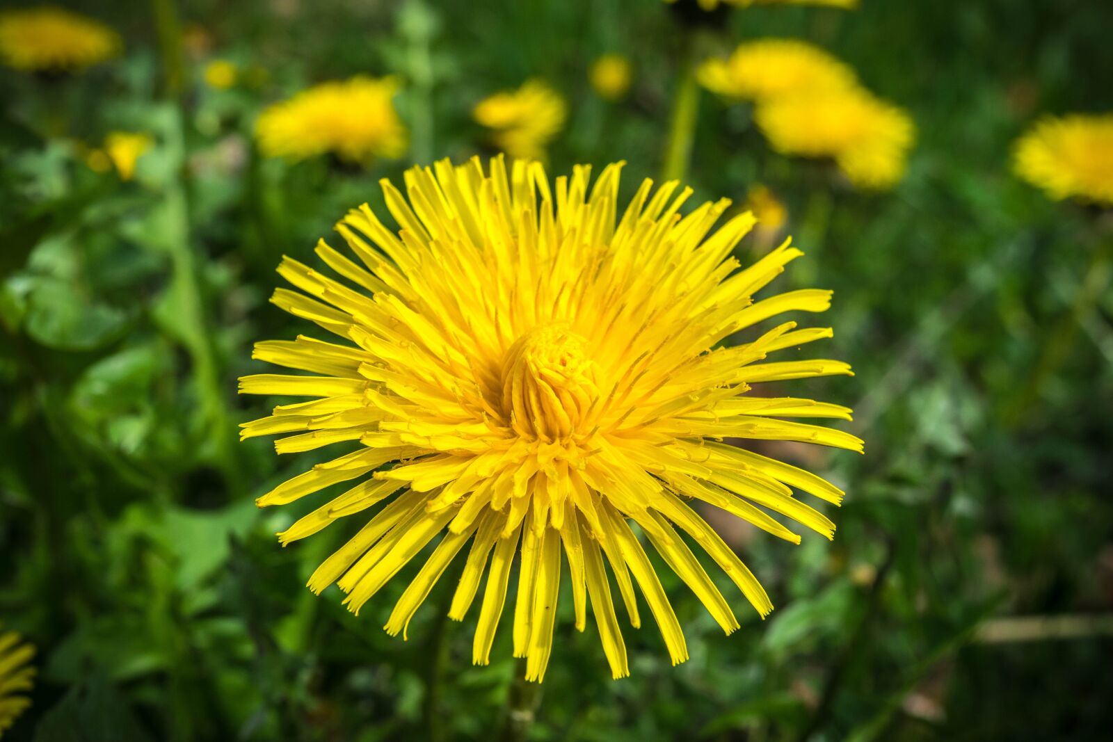 Nikon D3300 sample photo. Dandelion, flower, blossom photography