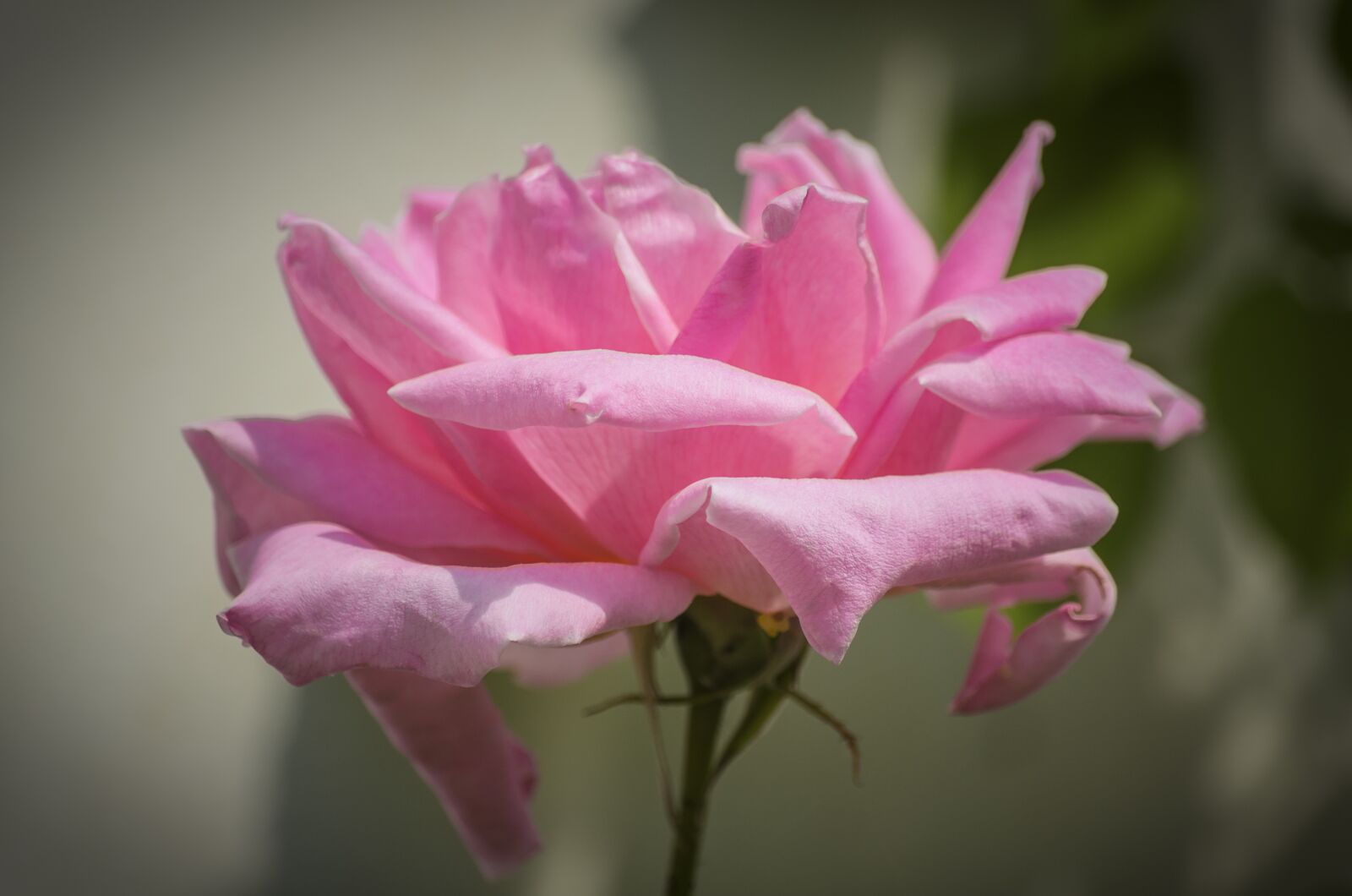 Nikon D5100 sample photo. Rose, pink, summer flower photography