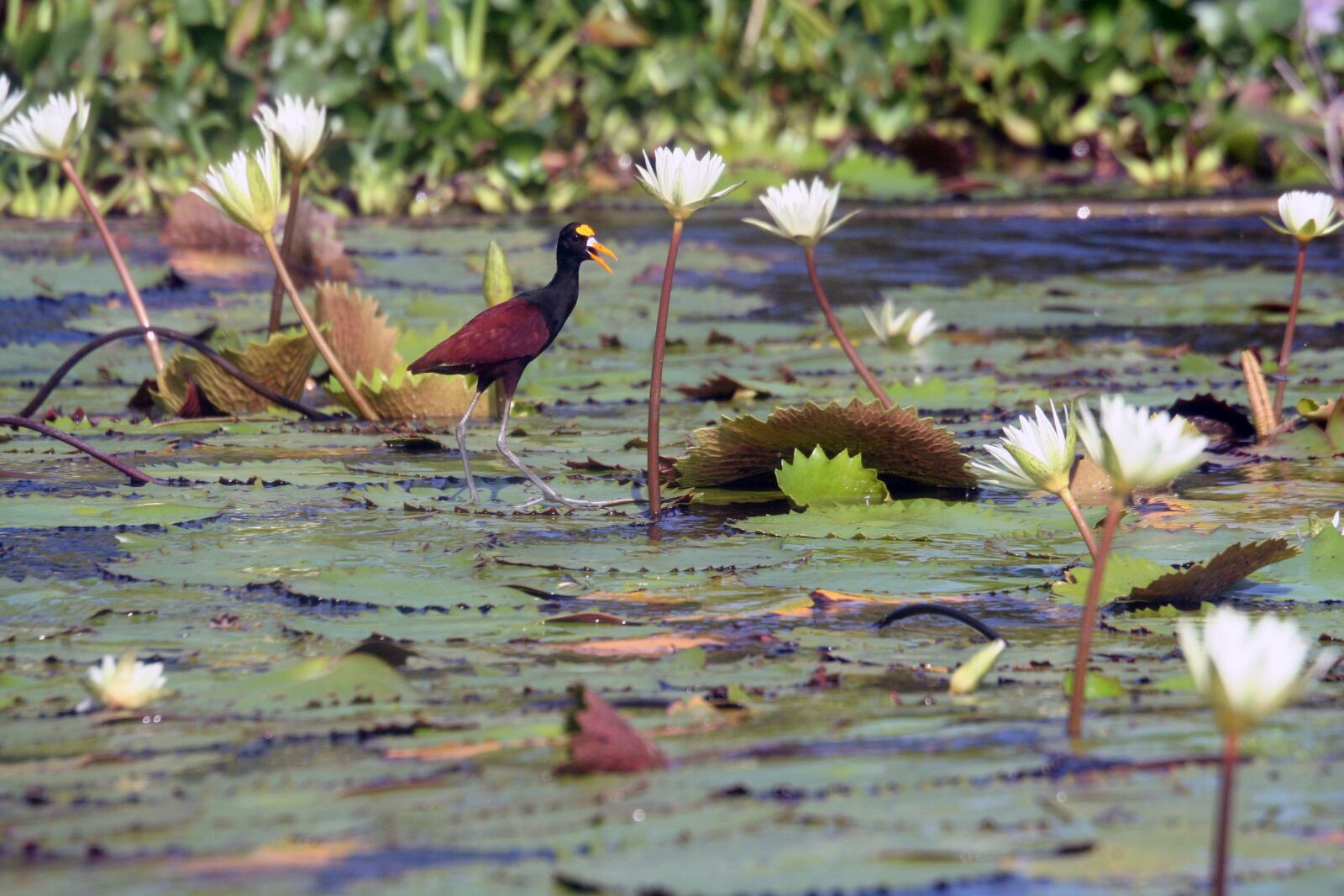 Canon EOS 350D (EOS Digital Rebel XT / EOS Kiss Digital N) sample photo. Bird, lily pads, wildlife photography