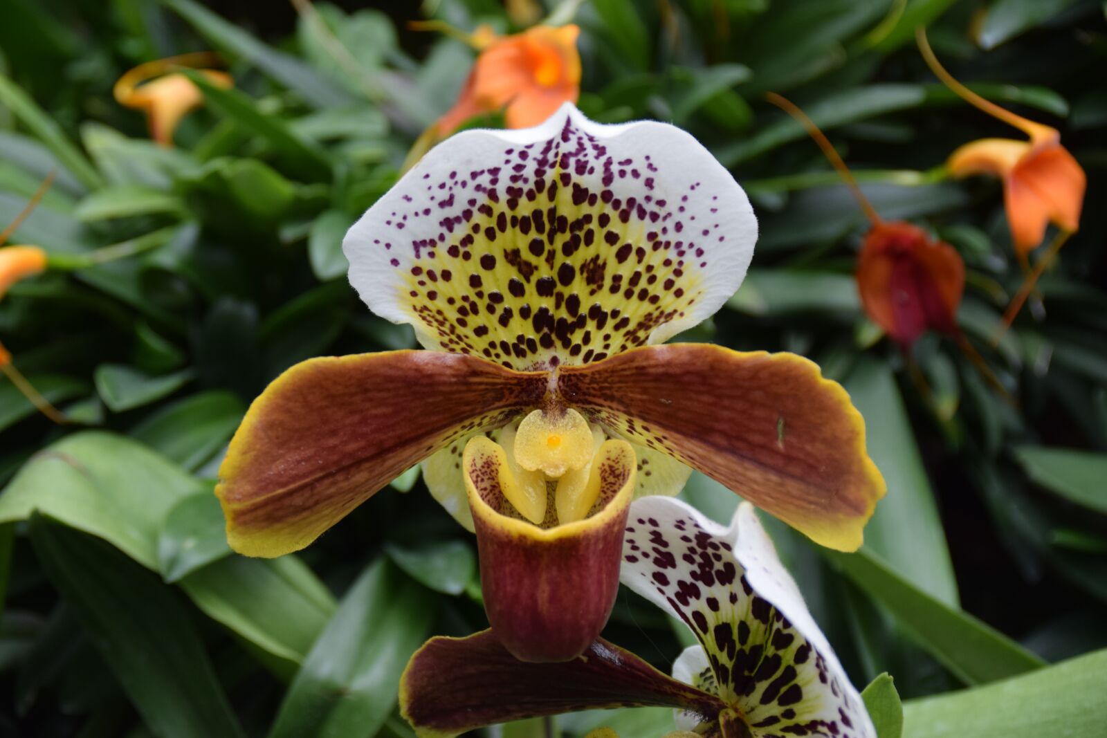 Nikon D5300 sample photo. Orchid, close up, blossom photography