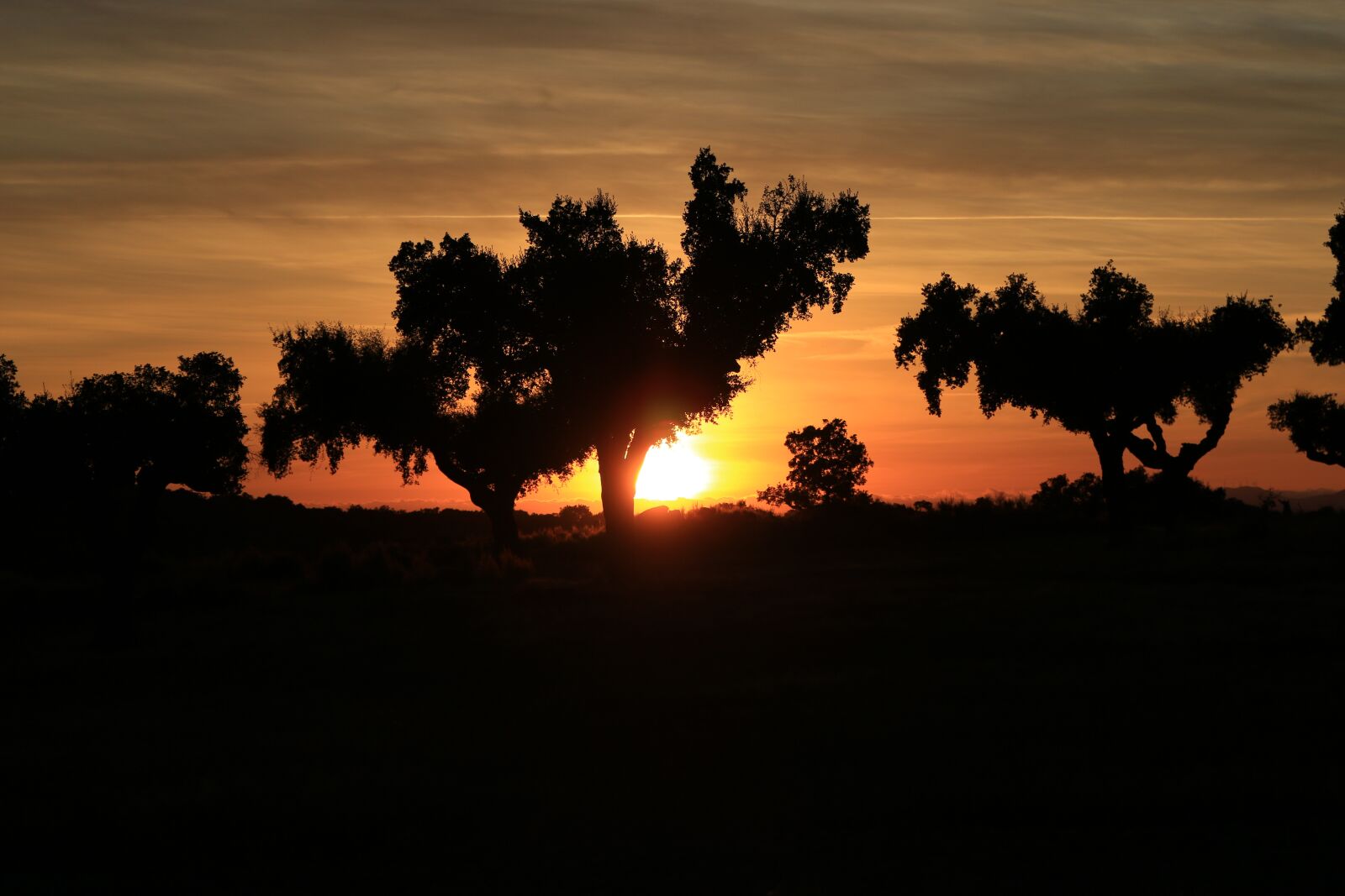Canon EOS 70D + Canon EF 24-70mm F4L IS USM sample photo. Sunset, silhouette, trees photography
