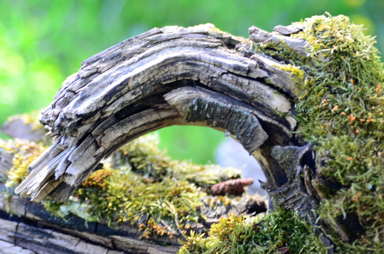 Nikon D7000 sample photo. Arch, dead wood, dead photography
