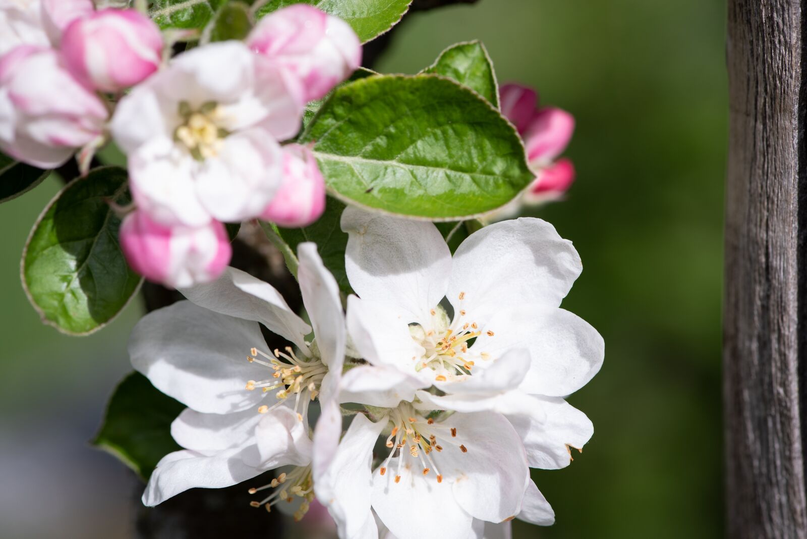Nikon D750 sample photo. Flowers, apple tree flowers photography
