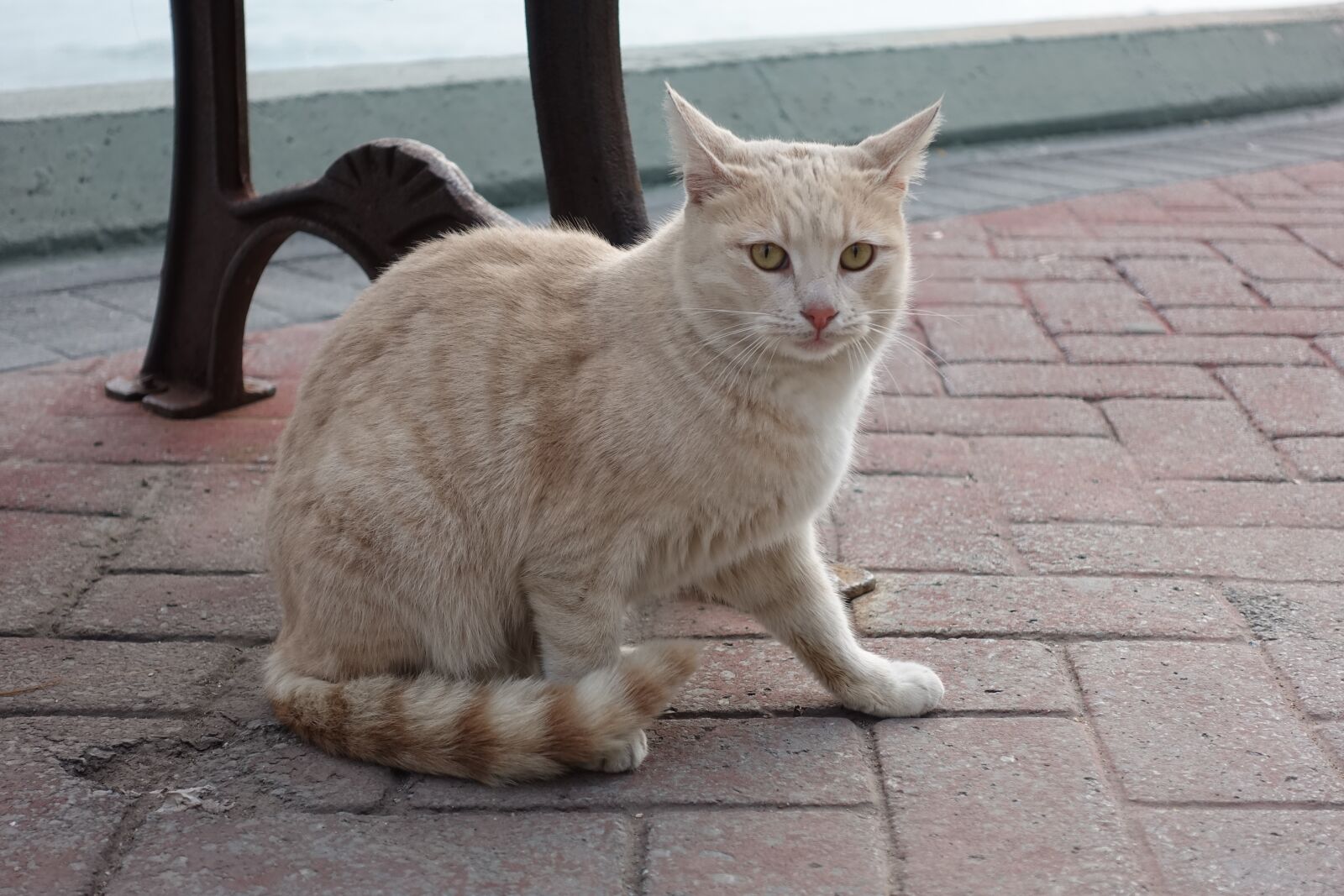 Sony Cyber-shot DSC-RX100 IV sample photo. Cat, beautiful, cute photography