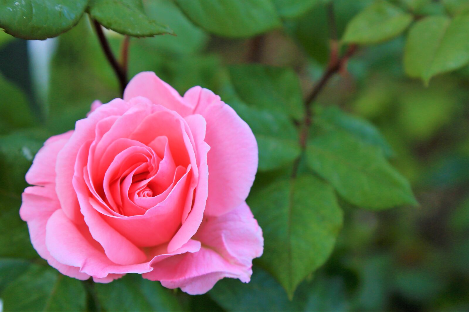 Canon EF 24-105mm F4L IS USM sample photo. Rose, spring, pink photography