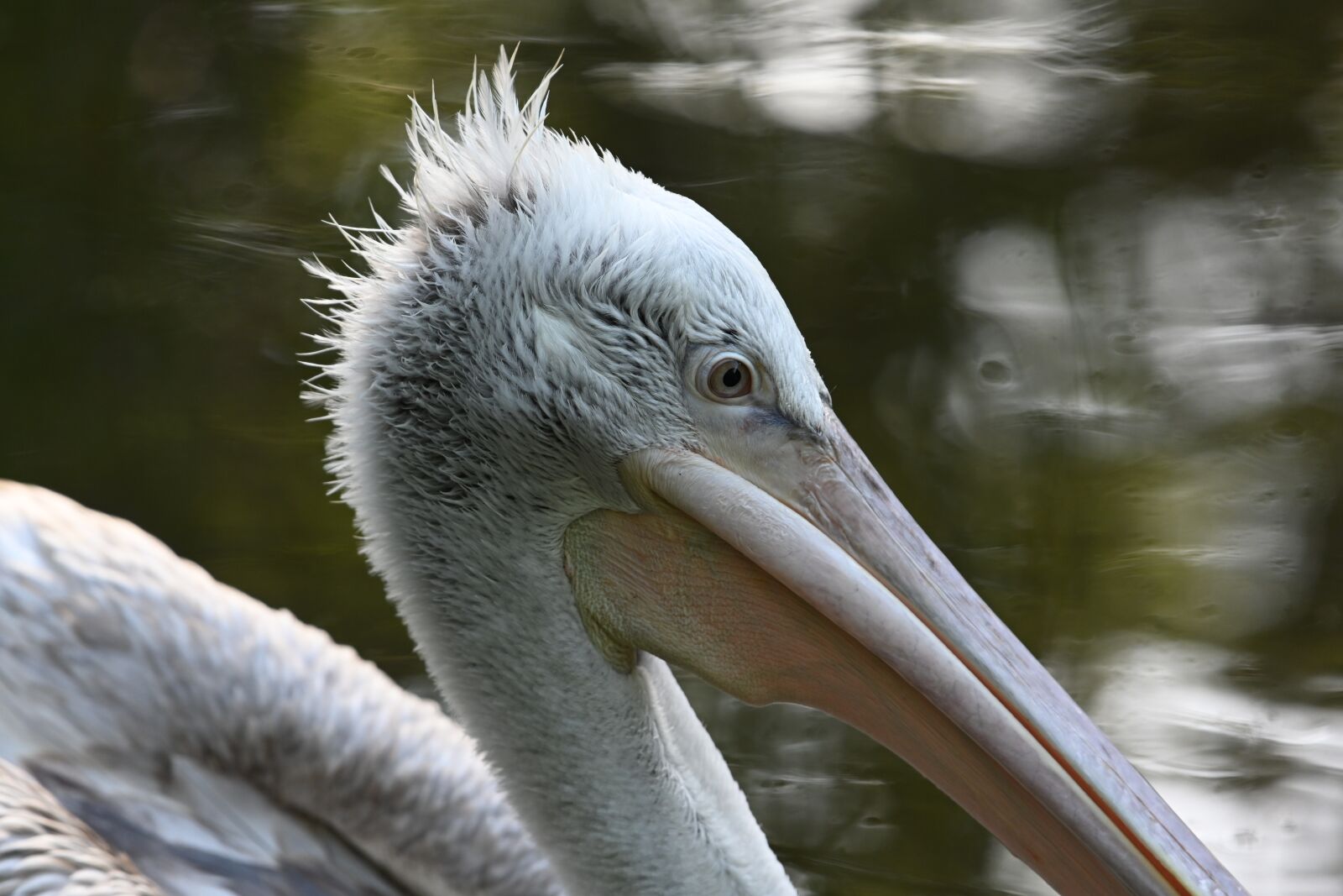 Nikon Z7 sample photo. Pelican, bird, animal photography