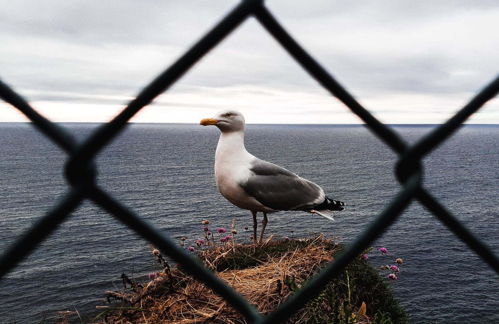 Samsung Galaxy A8(2018) sample photo. Sea, bird, on photography