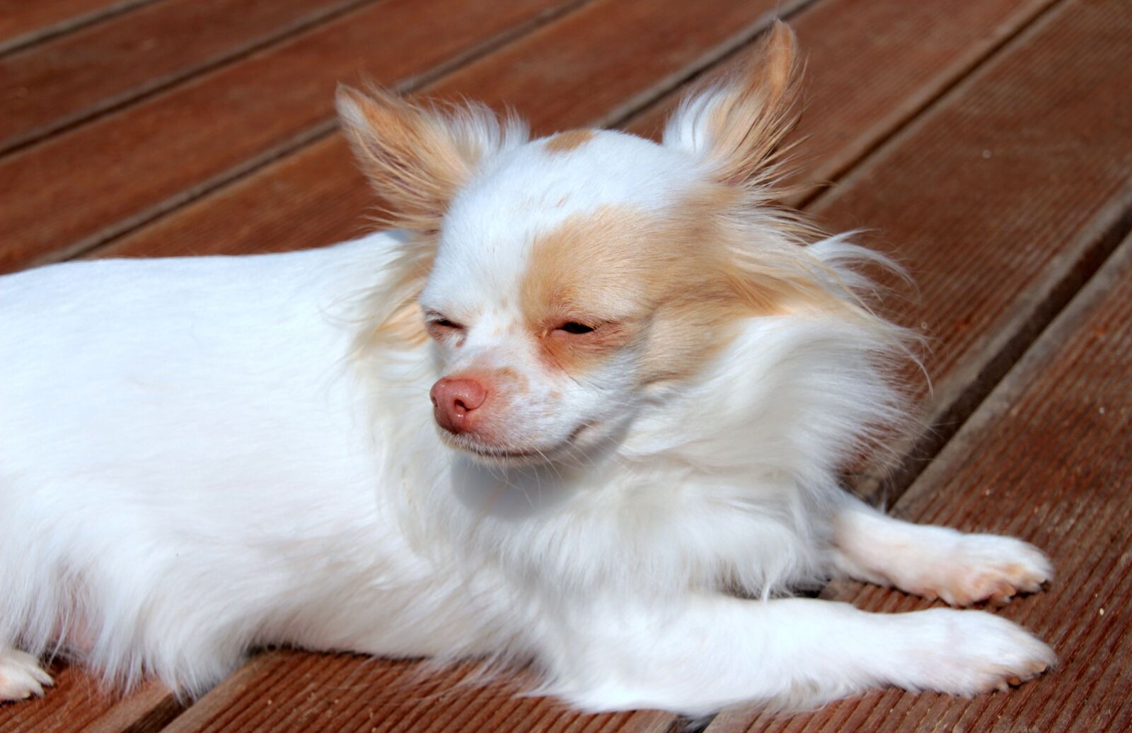 Canon EOS 650D (EOS Rebel T4i / EOS Kiss X6i) sample photo. Chihuahua, dog, long hair photography