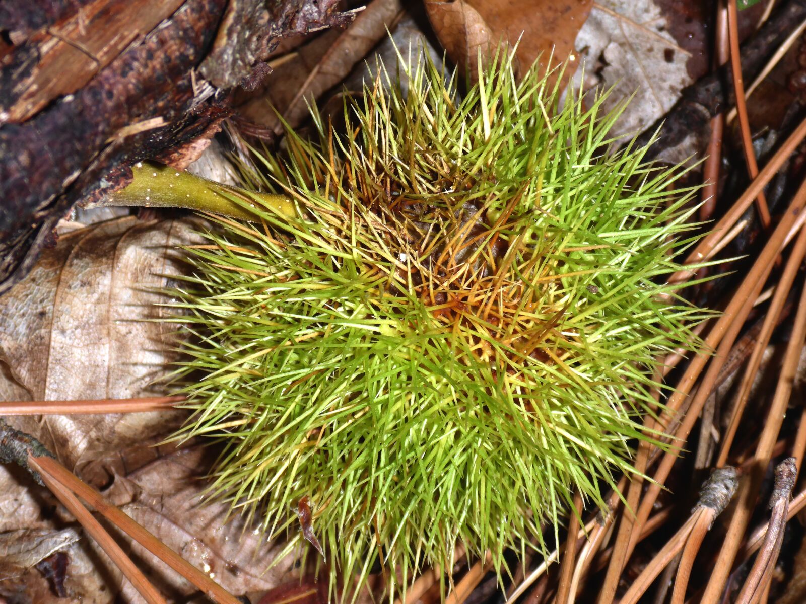 Panasonic Lumix DMC-TS5 (Lumix DMC-FT5) sample photo. Chestnut, collect, edible photography