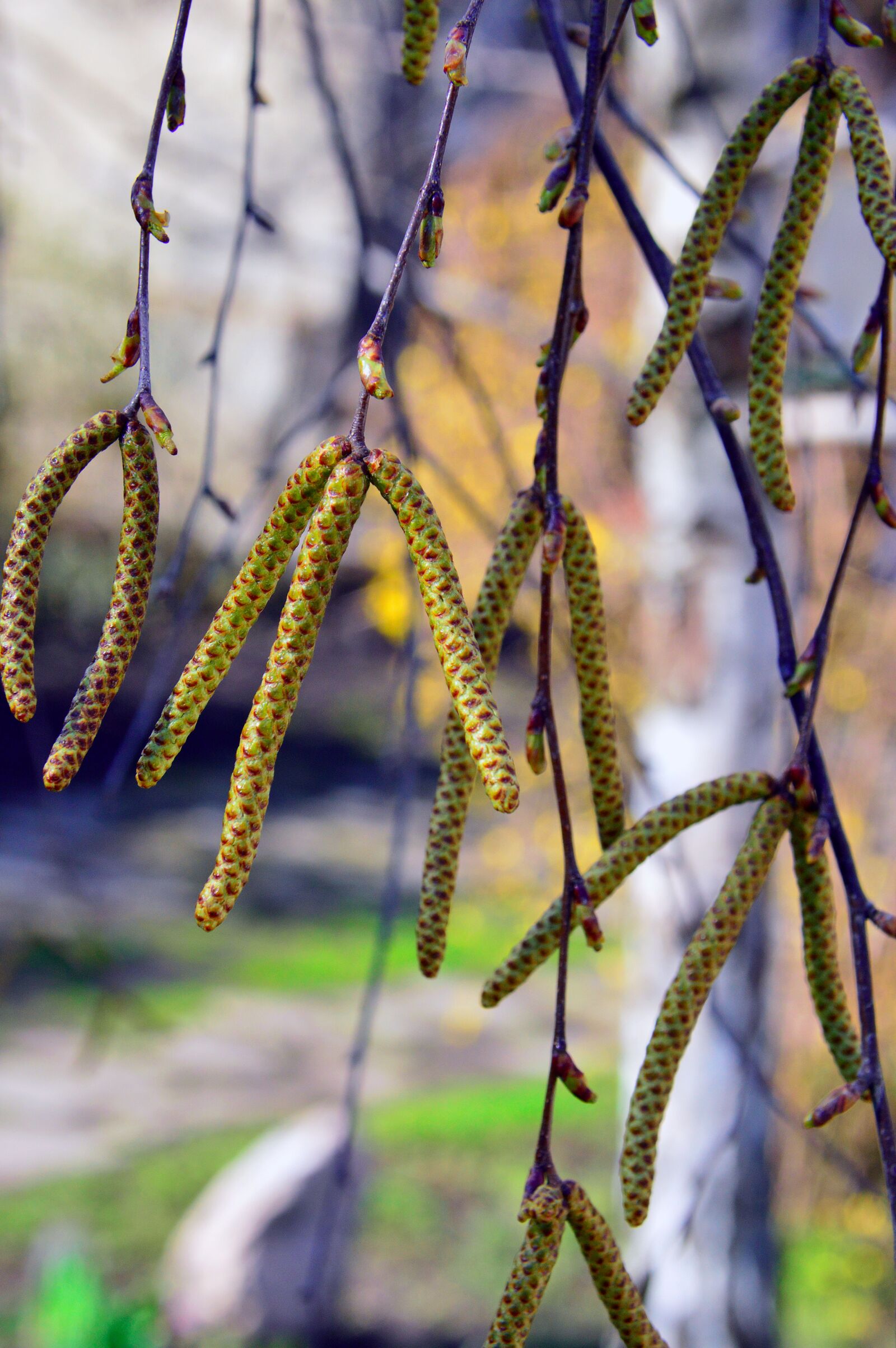 Nikon D3200 sample photo. Wood, nature, branch photography