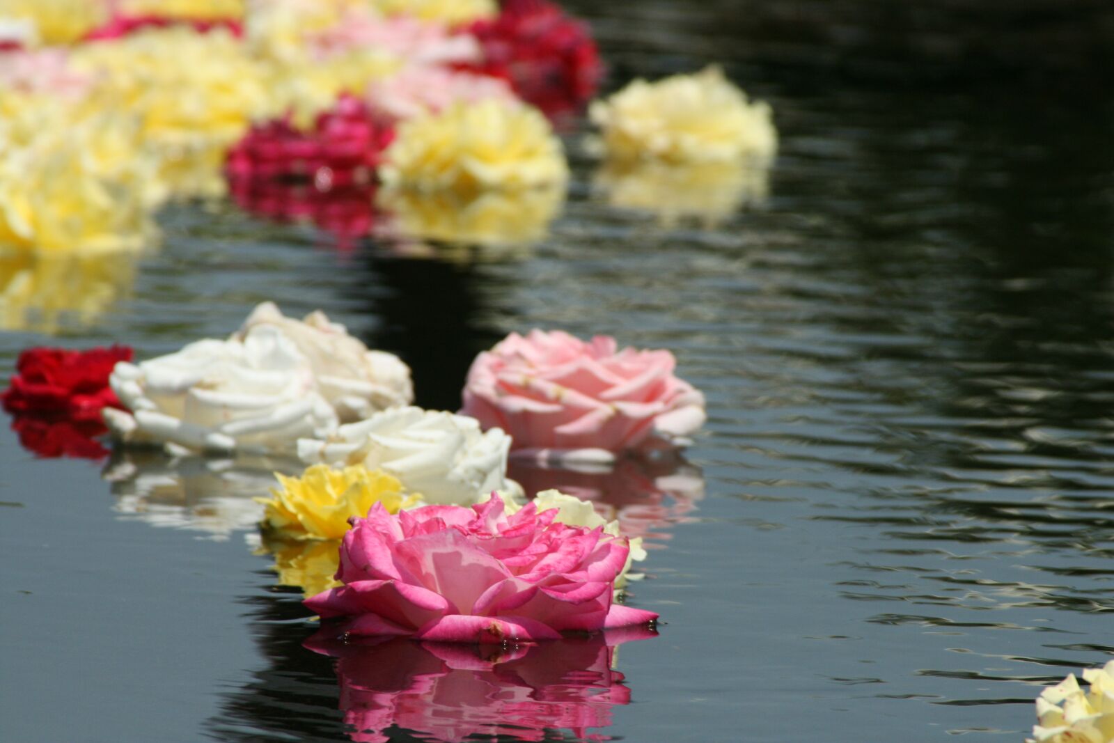 Canon EOS 400D (EOS Digital Rebel XTi / EOS Kiss Digital X) sample photo. Flowers, water surface, water photography