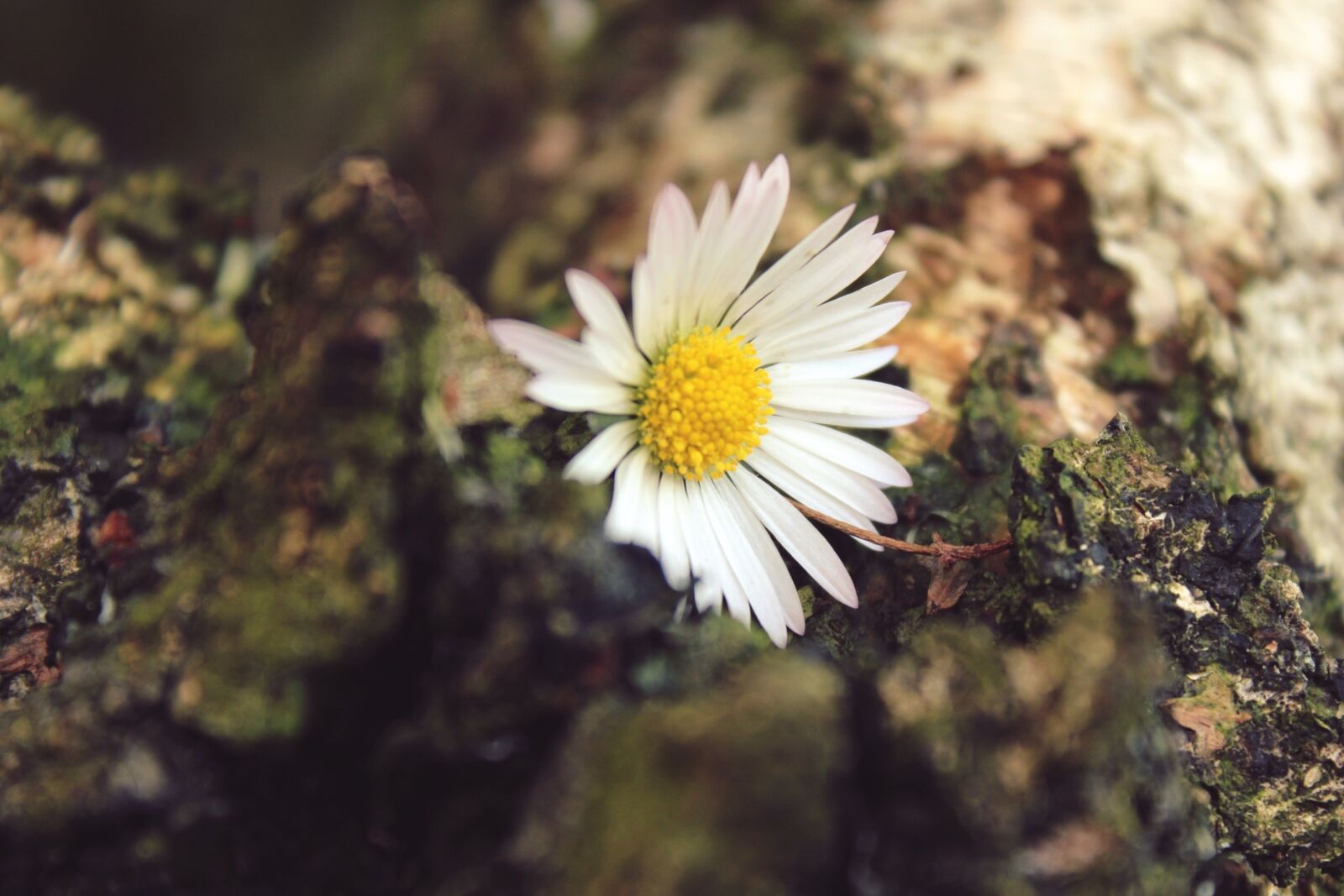 Canon EOS 1200D (EOS Rebel T5 / EOS Kiss X70 / EOS Hi) sample photo. Daisy, flower, plant photography