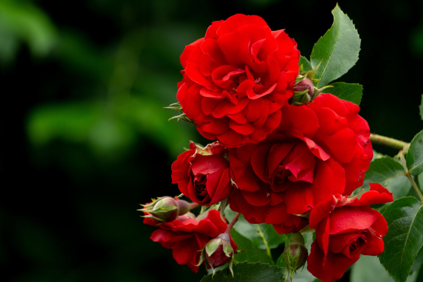 Sony a5100 sample photo. Rosebush, red, nature photography