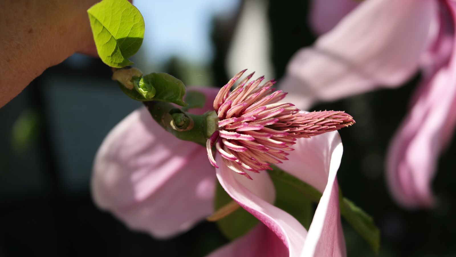 Samsung NX300 sample photo. Japanese magnolia, garden, spring photography