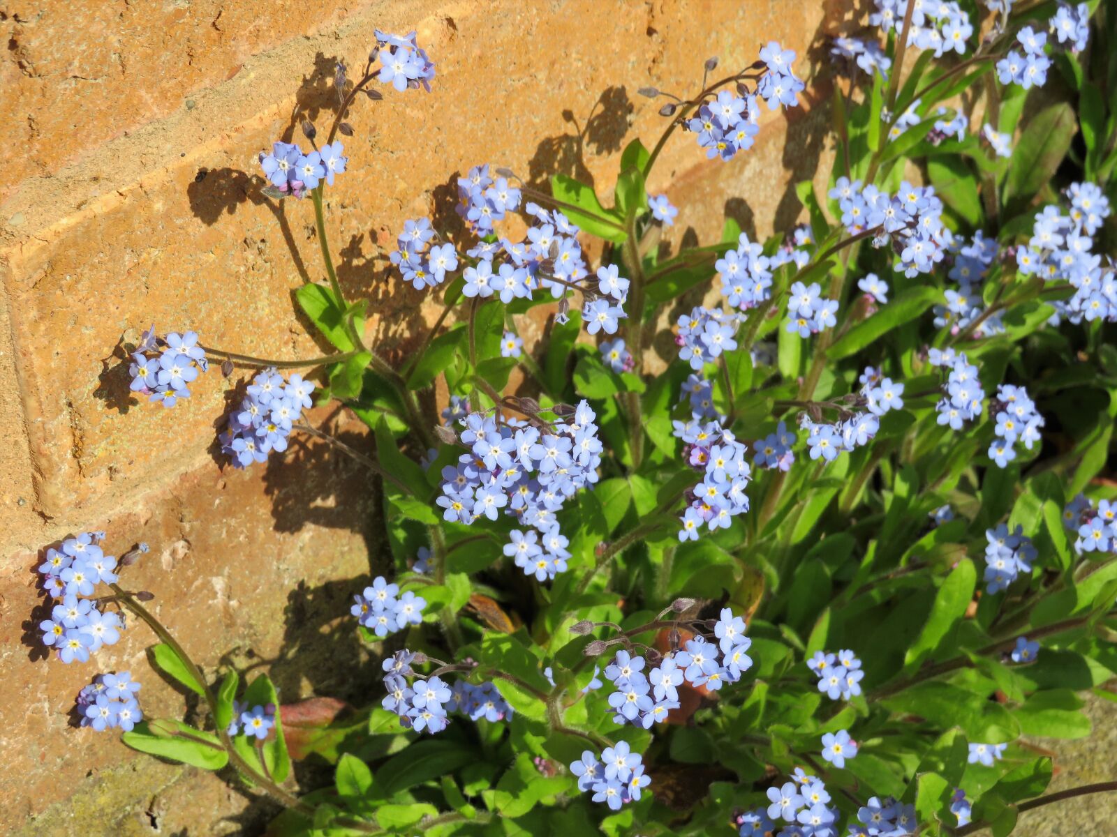 Canon PowerShot SX540 HS sample photo. Blue, flowers, forget-me-not photography