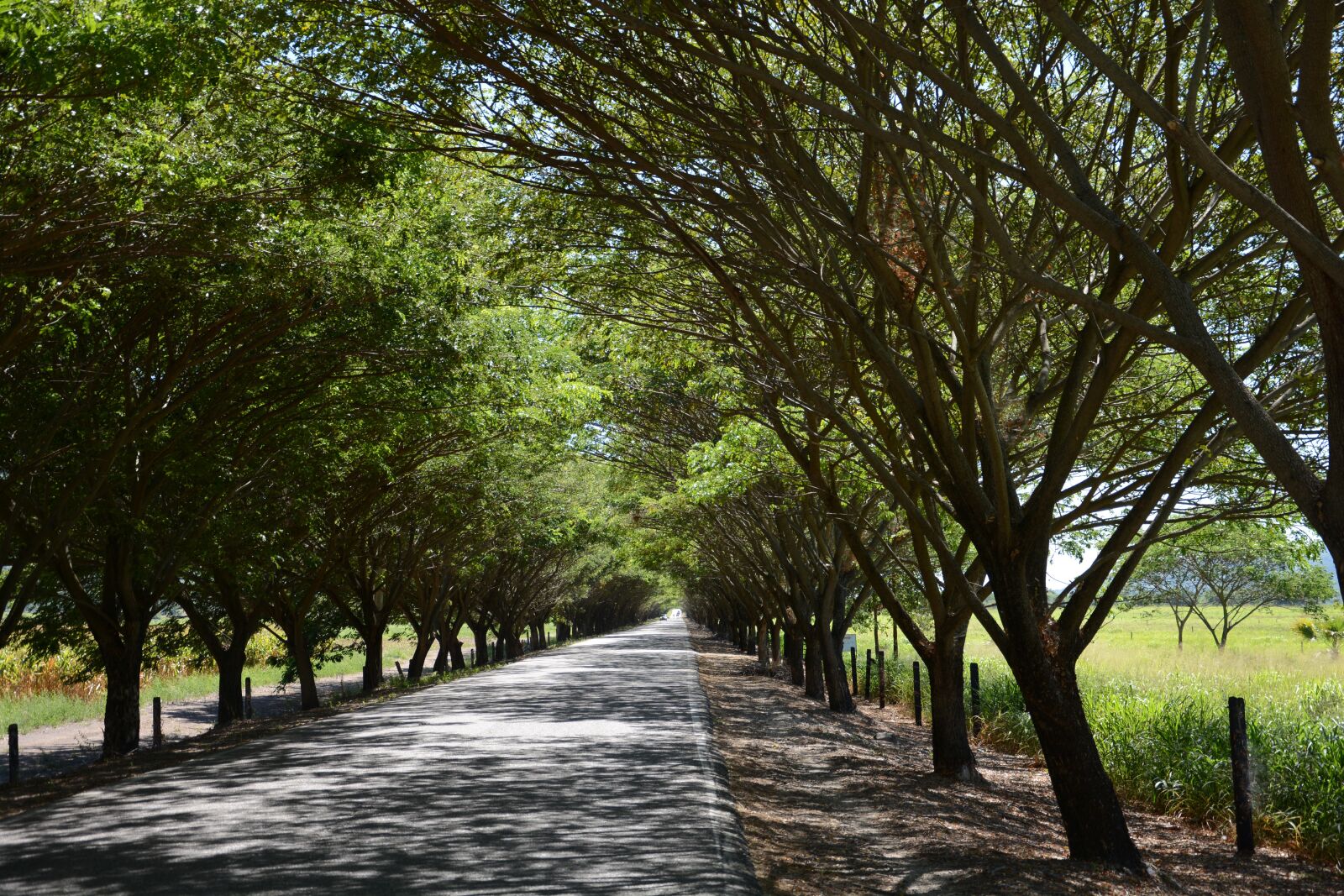 Nikon D7100 sample photo. Landscape trees, path of photography