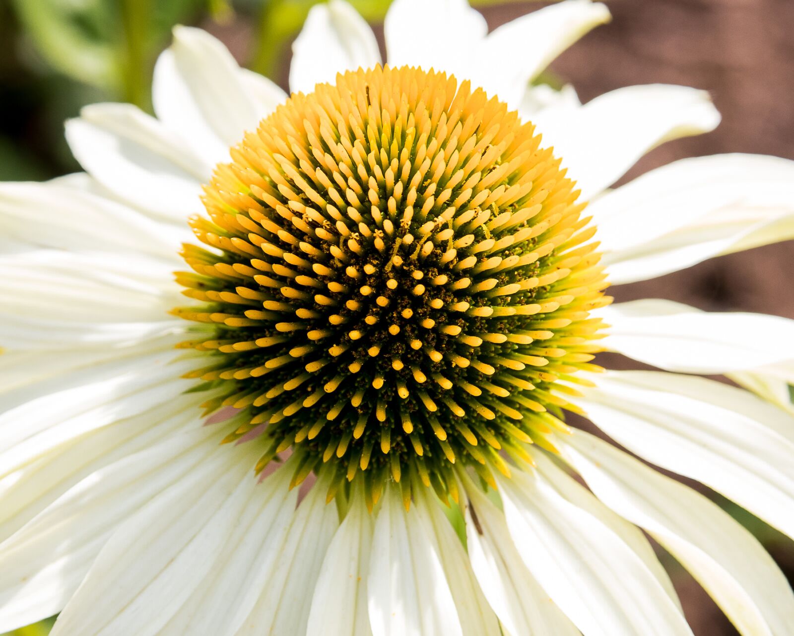 Canon EOS 80D sample photo. Coneflower, flower, plant photography