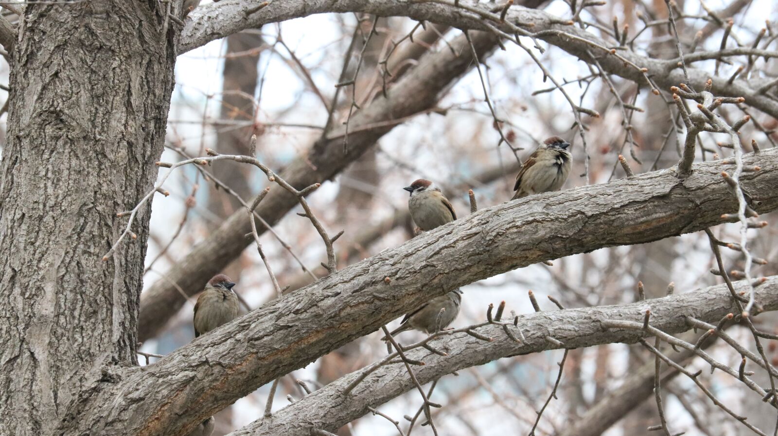 Canon EOS 750D (EOS Rebel T6i / EOS Kiss X8i) sample photo. Wood, nature, outdoors photography