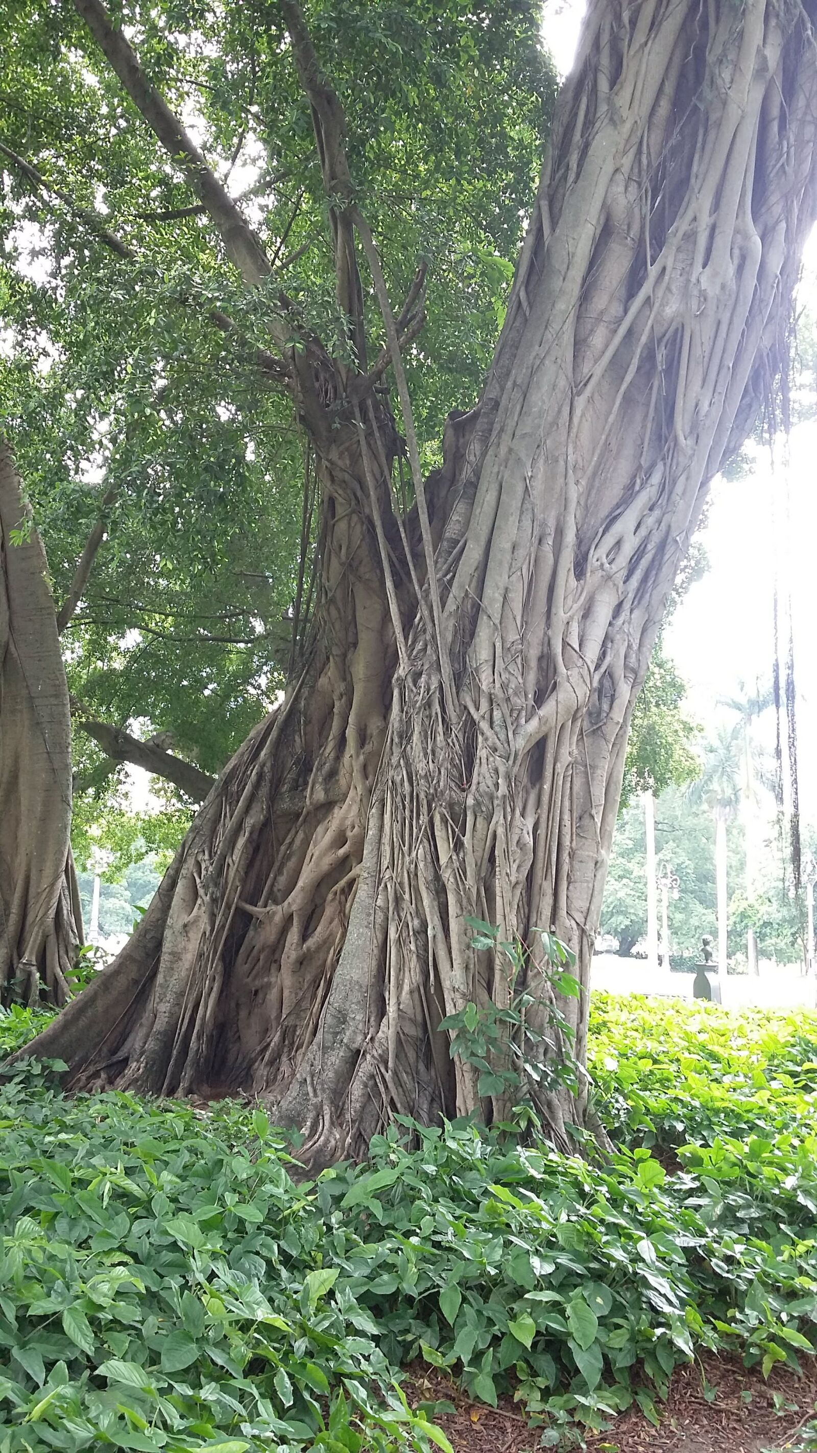 Samsung Galaxy Grand Prime sample photo. Flying, former, landscape photography