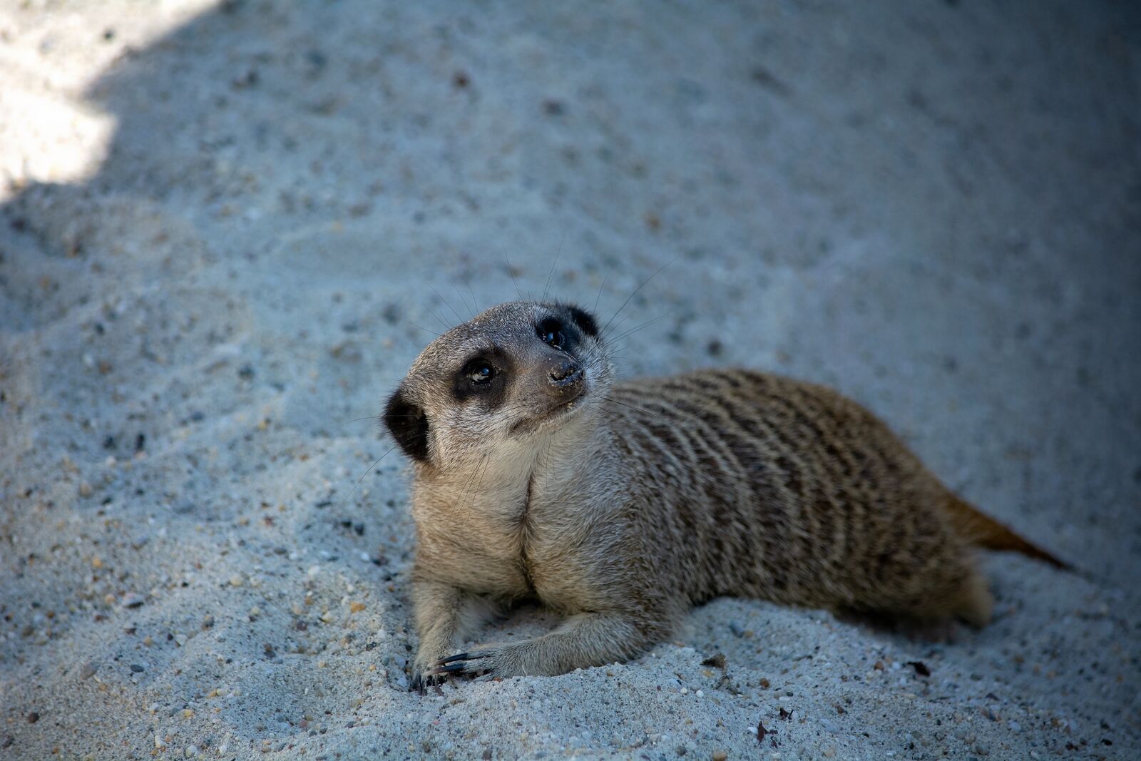Nikon D7100 sample photo. Meerkat, animal, mammal photography
